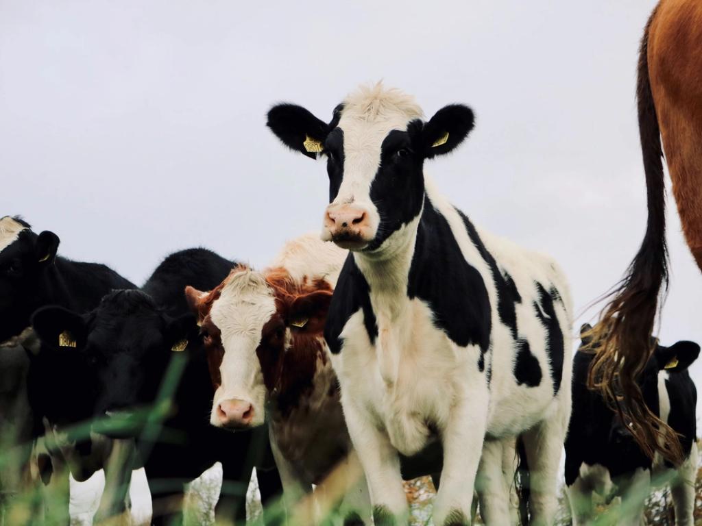 Kun det bedste kød er godt nok: nyt samarbejde med dedikerede landmænd