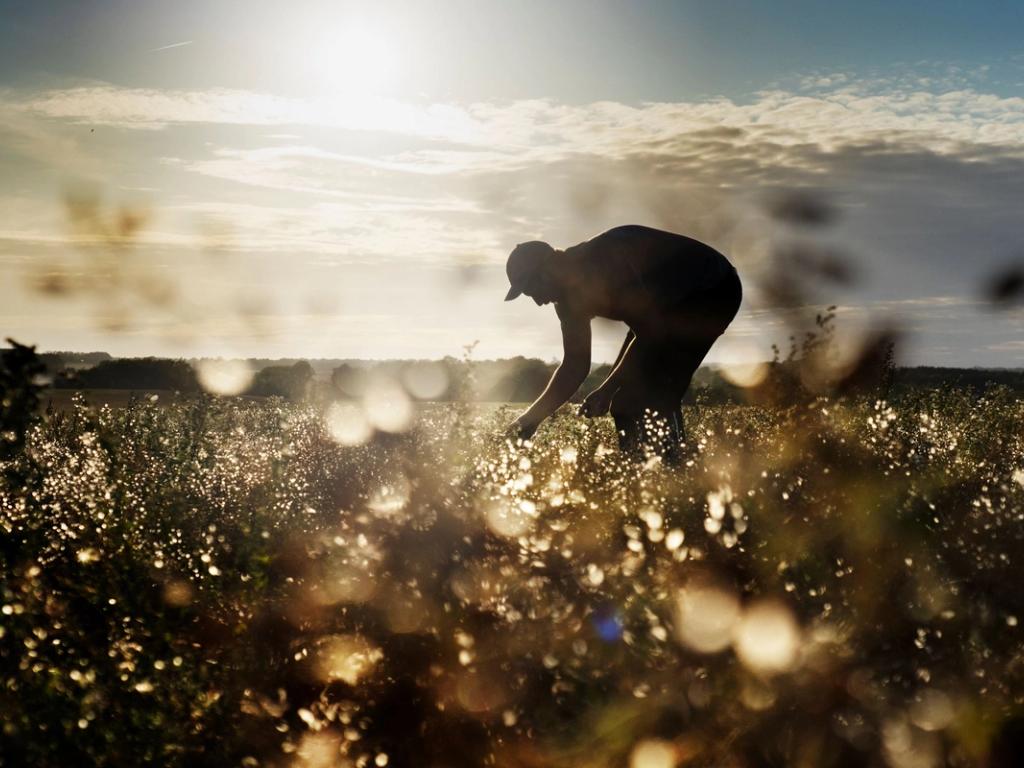 Why we choose organic 