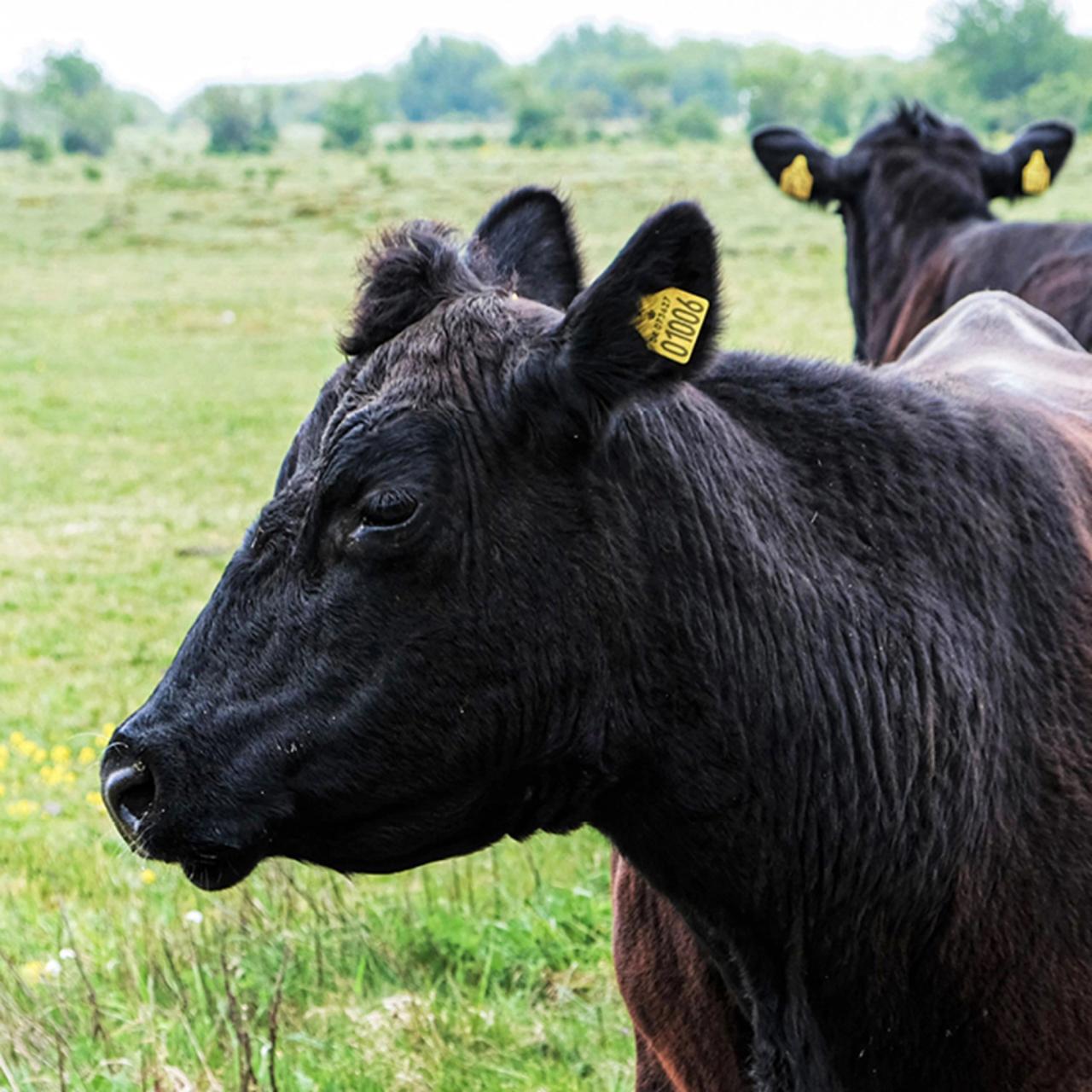Koens fremtid - og fremtidens ko?​​​​‌﻿‍﻿​‍​‍‌‍﻿﻿‌﻿​‍‌‍‍‌‌‍‌﻿‌‍‍‌‌‍﻿‍​‍​‍​﻿‍‍​‍​‍‌﻿​﻿‌‍​‌‌‍﻿‍‌‍‍‌‌﻿‌​‌﻿‍‌​‍﻿‍‌‍‍‌‌‍﻿﻿​‍​‍​‍﻿​​‍​‍‌‍‍​‌﻿​‍‌‍‌‌‌‍‌‍​‍​‍​﻿‍‍​‍​‍‌‍‍​‌﻿‌​‌﻿‌​‌﻿​​​﻿‍‍​‍﻿﻿​‍﻿﻿‌‍﻿​‌‍﻿﻿‌‍​﻿‌‍​‌‌‍﻿​‌‍‍​‌‍﻿﻿‌﻿​﻿‌﻿‌​​﻿‍‍​﻿​﻿​﻿​﻿​﻿​﻿​﻿​﻿​‍﻿﻿‌‍‍‌‌‍﻿‍‌﻿‌​‌‍‌‌‌‍﻿‍‌﻿‌​​‍﻿﻿‌‍‌‌‌‍‌​‌‍‍‌‌﻿‌​​‍﻿﻿‌‍﻿‌‌‍﻿﻿‌‍‌​‌‍‌‌​﻿﻿‌‌﻿​​‌﻿​‍‌‍‌‌‌﻿​﻿‌‍‌‌‌‍﻿‍‌﻿‌​‌‍​‌‌﻿‌​‌‍‍‌‌‍﻿﻿‌‍﻿‍​﻿‍﻿‌‍‍‌‌‍‌​​﻿﻿‌‌‍‌‍​﻿‌‌​﻿​﻿​﻿‌​‌‍​‍‌‍‌​​﻿‌‌​﻿​﻿​‍﻿‌‌‍‌​‌‍​‍‌‍‌‍‌‍​‌​‍﻿‌​﻿‌​​﻿‌‌​﻿‌​‌‍‌‍​‍﻿‌‌‍​‌‌‍‌‍​﻿​‍‌‍​‌​‍﻿‌​﻿‍‌​﻿‌​‌‍​﻿​﻿‍​​﻿​‌​﻿​‌​﻿‌​​﻿‌‌​﻿​‍​﻿‌​​﻿‍​‌‍‌‍​﻿‍﻿‌﻿‌​‌﻿‍‌‌﻿​​‌‍‌‌​﻿﻿‌‌‍​‌‌﻿​‍‌﻿‌​‌‍‍‌‌‍​﻿‌‍﻿​‌‍‌‌​﻿‍﻿‌﻿​​‌‍​‌‌﻿‌​‌‍‍​​﻿﻿‌‌﻿​​‌‍﻿﻿‌﻿​‍‌﻿‌​‌‍​‌‌‍​‍‌‍﻿​‌‍‌‌‌﻿‌​‌‍‌‌‌﻿‍​‌﻿‌​​‍‌‌​﻿‌‌‌​​‍‌‌﻿﻿‌‍‍﻿‌‍‌‌‌﻿‍‌​‍‌‌​﻿​﻿‌​‌​​‍‌‌​﻿​﻿‌​‌​​‍‌‌​﻿​‍​﻿​‍‌‍​‍​﻿​‌​﻿​‍‌‍​‌​﻿‌‌​﻿​‍‌‍​﻿​﻿​‍​‍‌‌​﻿​‍​﻿​‍​‍‌‌​﻿‌‌‌​‌​​‍﻿‍‌﻿​﻿‌‍﻿​‌‍‍‌‌‍‌​‌‍‌‌‌﻿​﻿​‍‌‌​﻿‌‌‌​​‍‌‌﻿﻿‌‍‍﻿‌‍‌‌‌﻿‍‌​‍‌‌​﻿​﻿‌​‌​​‍‌‌​﻿​﻿‌​‌​​‍‌‌​﻿​‍​﻿​‍​﻿​‍​﻿‌‌​﻿‌​​﻿​​​﻿‌﻿​﻿‌‍​﻿​​‌‍‌​​‍‌‌​﻿​‍​﻿​‍​‍‌‌​﻿‌‌‌​‌​​‍﻿‍‌‍‍‌‌‍﻿‌‌‍​‌‌‍‌﻿‌‍‌‌​‍﻿‍‌‍​‌‌‍﻿​‌﻿‌​​﻿﻿﻿‌‍​‍‌‍​‌‌﻿​﻿‌‍‌‌‌‌‌‌‌﻿​‍‌‍﻿​​﻿﻿‌‌‍‍​‌﻿‌​‌﻿‌​‌﻿​​​‍‌‌​﻿​﻿‌​​‌​‍‌‌​﻿​‍‌​‌‍​‍‌‌​﻿​‍‌​‌‍‌‍﻿​‌‍﻿﻿‌‍​﻿‌‍​‌‌‍﻿​‌‍‍​‌‍﻿﻿‌﻿​﻿‌﻿‌​​‍‌‌​﻿​﻿‌​​‌​﻿​﻿​﻿​﻿​﻿​﻿​﻿​﻿​‍‌‍‌‍‍‌‌‍‌​​﻿﻿‌‌‍‌‍​﻿‌‌​﻿​﻿​﻿‌​‌‍​‍‌‍‌​​﻿‌‌​﻿​﻿​‍﻿‌‌‍‌​‌‍​‍‌‍‌‍‌‍​‌​‍﻿‌​﻿‌​​﻿‌‌​﻿‌​‌‍‌‍​‍﻿‌‌‍​‌‌‍‌‍​﻿​‍‌‍​‌​‍﻿‌​﻿‍‌​﻿‌​‌‍​﻿​﻿‍​​﻿​‌​﻿​‌​﻿‌​​﻿‌‌​﻿​‍​﻿‌​​﻿‍​‌‍‌‍​‍‌‍‌﻿‌​‌﻿‍‌‌﻿​​‌‍‌‌​﻿﻿‌‌‍​‌‌﻿​‍‌﻿‌​‌‍‍‌‌‍​﻿‌‍﻿​‌‍‌‌​‍‌‍‌﻿​​‌‍​‌‌﻿‌​‌‍‍​​﻿﻿‌‌﻿​​‌‍﻿﻿‌﻿​‍‌﻿‌​‌‍​‌‌‍​‍‌‍﻿​‌‍‌‌‌﻿‌​‌‍‌‌‌﻿‍​‌﻿‌​​‍‌‌​﻿‌‌‌​​‍‌‌﻿﻿‌‍‍﻿‌‍‌‌‌﻿‍‌​‍‌‌​﻿​﻿‌​‌​​‍‌‌​﻿​﻿‌​‌​​‍‌‌​﻿​‍​﻿​‍‌‍​‍​﻿​‌​﻿​‍‌‍​‌​﻿‌‌​﻿​‍‌‍​﻿​﻿​‍​‍‌‌​﻿​‍​﻿​‍​‍‌‌​﻿‌‌‌​‌​​‍﻿‍‌﻿​﻿‌‍﻿​‌‍‍‌‌‍‌​‌‍‌‌‌﻿​﻿​‍‌‌​﻿‌‌‌​​‍‌‌﻿﻿‌‍‍﻿‌‍‌‌‌﻿‍‌​‍‌‌​﻿​﻿‌​‌​​‍‌‌​﻿​﻿‌​‌​​‍‌‌​﻿​‍​﻿​‍​﻿​‍​﻿‌‌​﻿‌​​﻿​​​﻿‌﻿​﻿‌‍​﻿​​‌‍‌​​‍‌‌​﻿​‍​﻿​‍​‍‌‌​﻿‌‌‌​‌​​‍﻿‍‌‍‍‌‌‍﻿‌‌‍​‌‌‍‌﻿‌‍‌‌​‍﻿‍‌‍​‌‌‍﻿​‌﻿‌​​‍‌‍‌﻿​​‌‍‌‌‌﻿​‍‌﻿​﻿‌﻿​​‌‍‌‌‌‍​﻿‌﻿‌​‌‍‍‌‌﻿‌‍‌‍‌‌​﻿﻿‌‌﻿​​‌﻿‌‌‌‍​‍‌‍﻿​‌‍‍‌‌﻿​﻿‌‍‍​‌‍‌‌‌‍‌​​‍​‍‌﻿﻿‌