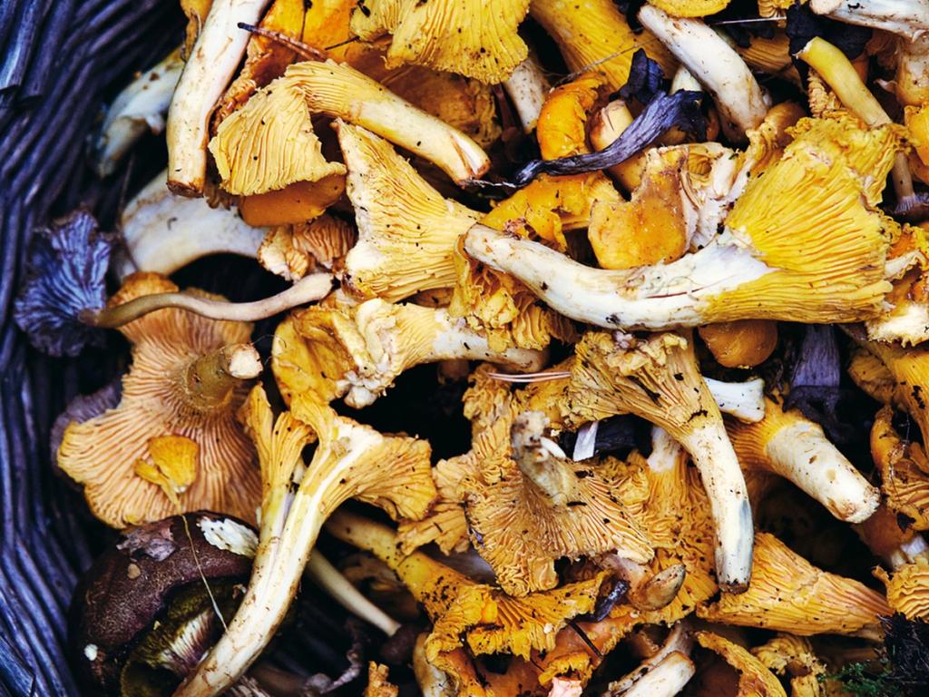 Gå efteråret i møde med svampejagt i skoven