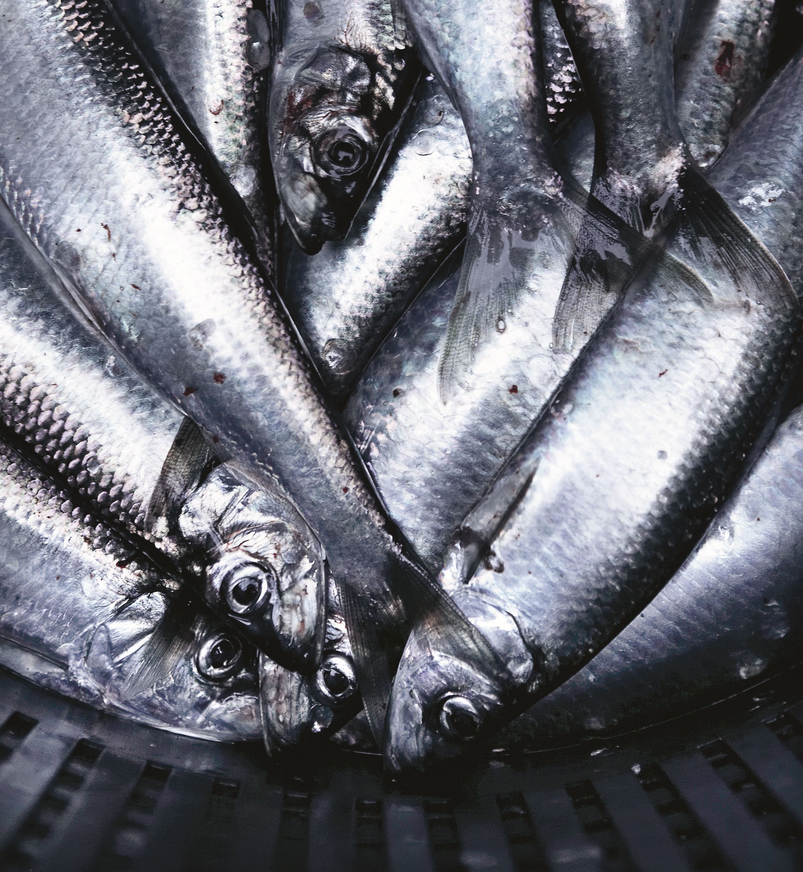 Bæredygtig fisk i storkøkkener​​​​‌﻿‍﻿​‍​‍‌‍﻿﻿‌﻿​‍‌‍‍‌‌‍‌﻿‌‍‍‌‌‍﻿‍​‍​‍​﻿‍‍​‍​‍‌﻿​﻿‌‍​‌‌‍﻿‍‌‍‍‌‌﻿‌​‌﻿‍‌​‍﻿‍‌‍‍‌‌‍﻿﻿​‍​‍​‍﻿​​‍​‍‌‍‍​‌﻿​‍‌‍‌‌‌‍‌‍​‍​‍​﻿‍‍​‍​‍‌‍‍​‌﻿‌​‌﻿‌​‌﻿​​​﻿‍‍​‍﻿﻿​‍﻿﻿‌‍﻿​‌‍﻿﻿‌‍​﻿‌‍​‌‌‍﻿​‌‍‍​‌‍﻿﻿‌﻿​﻿‌﻿‌​​﻿‍‍​﻿​﻿​﻿​﻿​﻿​﻿​﻿​﻿​‍﻿﻿‌‍‍‌‌‍﻿‍‌﻿‌​‌‍‌‌‌‍﻿‍‌﻿‌​​‍﻿﻿‌‍‌‌‌‍‌​‌‍‍‌‌﻿‌​​‍﻿﻿‌‍﻿‌‌‍﻿﻿‌‍‌​‌‍‌‌​﻿﻿‌‌﻿​​‌﻿​‍‌‍‌‌‌﻿​﻿‌‍‌‌‌‍﻿‍‌﻿‌​‌‍​‌‌﻿‌​‌‍‍‌‌‍﻿﻿‌‍﻿‍​﻿‍﻿‌‍‍‌‌‍‌​​﻿﻿‌​﻿‌﻿‌‍​﻿​﻿‌‌​﻿‌​​﻿‍​​﻿‌‌​﻿‌​​﻿‍‌​‍﻿‌‌‍‌​​﻿​‌‌‍​﻿​﻿​﻿​‍﻿‌​﻿‌​​﻿‌‌​﻿​‌​﻿‌‌​‍﻿‌​﻿‍‌​﻿​﻿​﻿‌﻿​﻿​‍​‍﻿‌​﻿‍​​﻿‍‌‌‍‌‍​﻿‍‌‌‍​‌​﻿​​‌‍​‍‌‍‌‍​﻿‌​‌‍‌‍‌‍​‌​﻿‌‌​﻿‍﻿‌﻿‌​‌﻿‍‌‌﻿​​‌‍‌‌​﻿﻿‌‌‍​‌‌﻿​‍‌﻿‌​‌‍‍‌‌‍​﻿‌‍﻿​‌‍‌‌​﻿‍﻿‌﻿​​‌‍​‌‌﻿‌​‌‍‍​​﻿﻿‌‌‍‍‌‌‍﻿‌‌‍​‌‌‍‌﻿‌‍‌‌​‍﻿‍‌‍​‌‌‍﻿​‌﻿‌​​﻿﻿﻿‌‍​‍‌‍​‌‌﻿​﻿‌‍‌‌‌‌‌‌‌﻿​‍‌‍﻿​​﻿﻿‌‌‍‍​‌﻿‌​‌﻿‌​‌﻿​​​‍‌‌​﻿​﻿‌​​‌​‍‌‌​﻿​‍‌​‌‍​‍‌‌​﻿​‍‌​‌‍‌‍﻿​‌‍﻿﻿‌‍​﻿‌‍​‌‌‍﻿​‌‍‍​‌‍﻿﻿‌﻿​﻿‌﻿‌​​‍‌‌​﻿​﻿‌​​‌​﻿​﻿​﻿​﻿​﻿​﻿​﻿​﻿​‍‌‍‌‍‍‌‌‍‌​​﻿﻿‌​﻿‌﻿‌‍​﻿​﻿‌‌​﻿‌​​﻿‍​​﻿‌‌​﻿‌​​﻿‍‌​‍﻿‌‌‍‌​​﻿​‌‌‍​﻿​﻿​﻿​‍﻿‌​﻿‌​​﻿‌‌​﻿​‌​﻿‌‌​‍﻿‌​﻿‍‌​﻿​﻿​﻿‌﻿​﻿​‍​‍﻿‌​﻿‍​​﻿‍‌‌‍‌‍​﻿‍‌‌‍​‌​﻿​​‌‍​‍‌‍‌‍​﻿‌​‌‍‌‍‌‍​‌​﻿‌‌​‍‌‍‌﻿‌​‌﻿‍‌‌﻿​​‌‍‌‌​﻿﻿‌‌‍​‌‌﻿​‍‌﻿‌​‌‍‍‌‌‍​﻿‌‍﻿​‌‍‌‌​‍‌‍‌﻿​​‌‍​‌‌﻿‌​‌‍‍​​﻿﻿‌‌‍‍‌‌‍﻿‌‌‍​‌‌‍‌﻿‌‍‌‌​‍﻿‍‌‍​‌‌‍﻿​‌﻿‌​​‍‌‍‌﻿​​‌‍‌‌‌﻿​‍‌﻿​﻿‌﻿​​‌‍‌‌‌‍​﻿‌﻿‌​‌‍‍‌‌﻿‌‍‌‍‌‌​﻿﻿‌‌﻿​​‌﻿‌‌‌‍​‍‌‍﻿​‌‍‍‌‌﻿​﻿‌‍‍​‌‍‌‌‌‍‌​​‍​‍‌﻿﻿‌