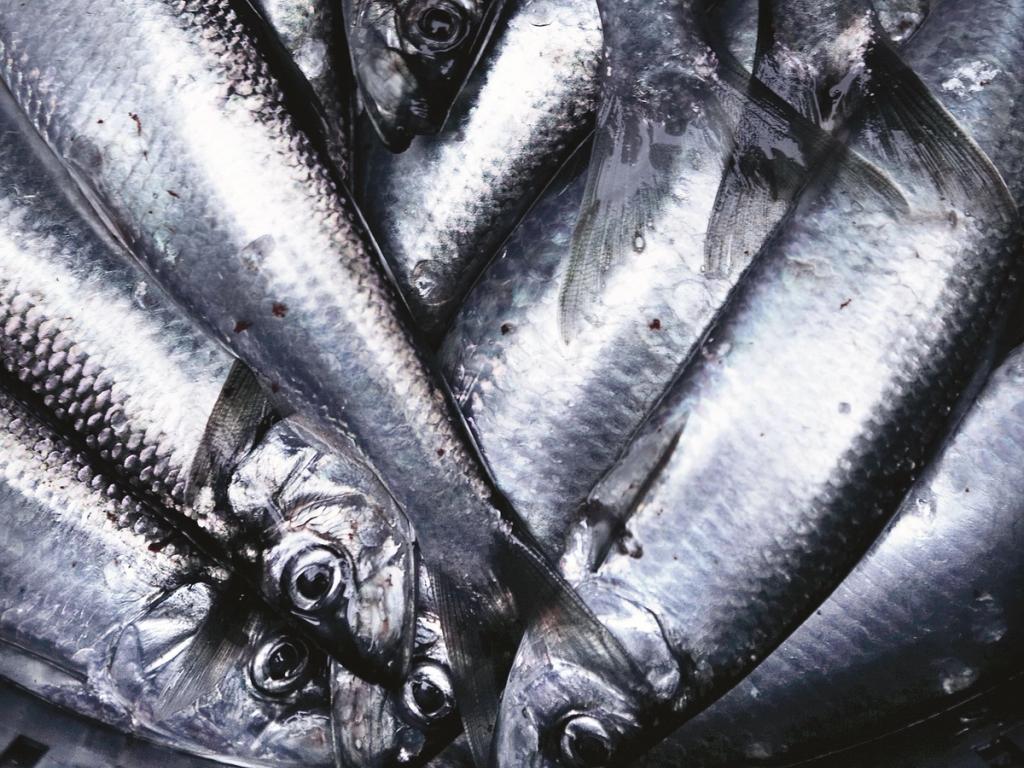 Bæredygtig fisk i storkøkkener