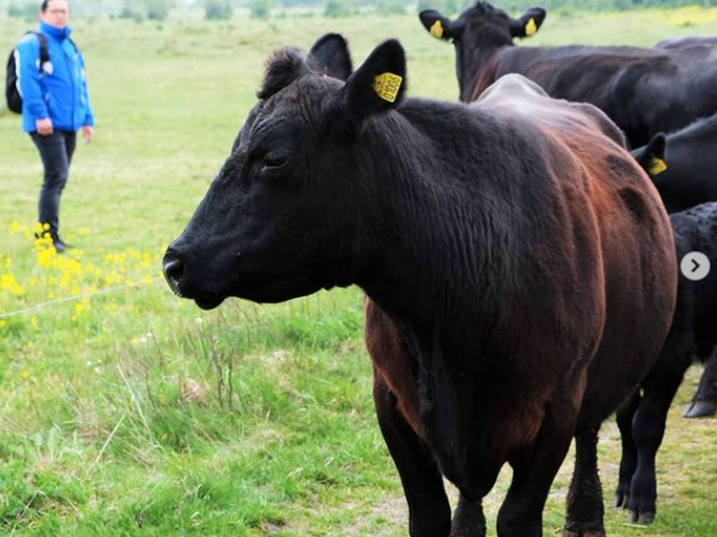 Okser fra Livø i Meyers Kantiner