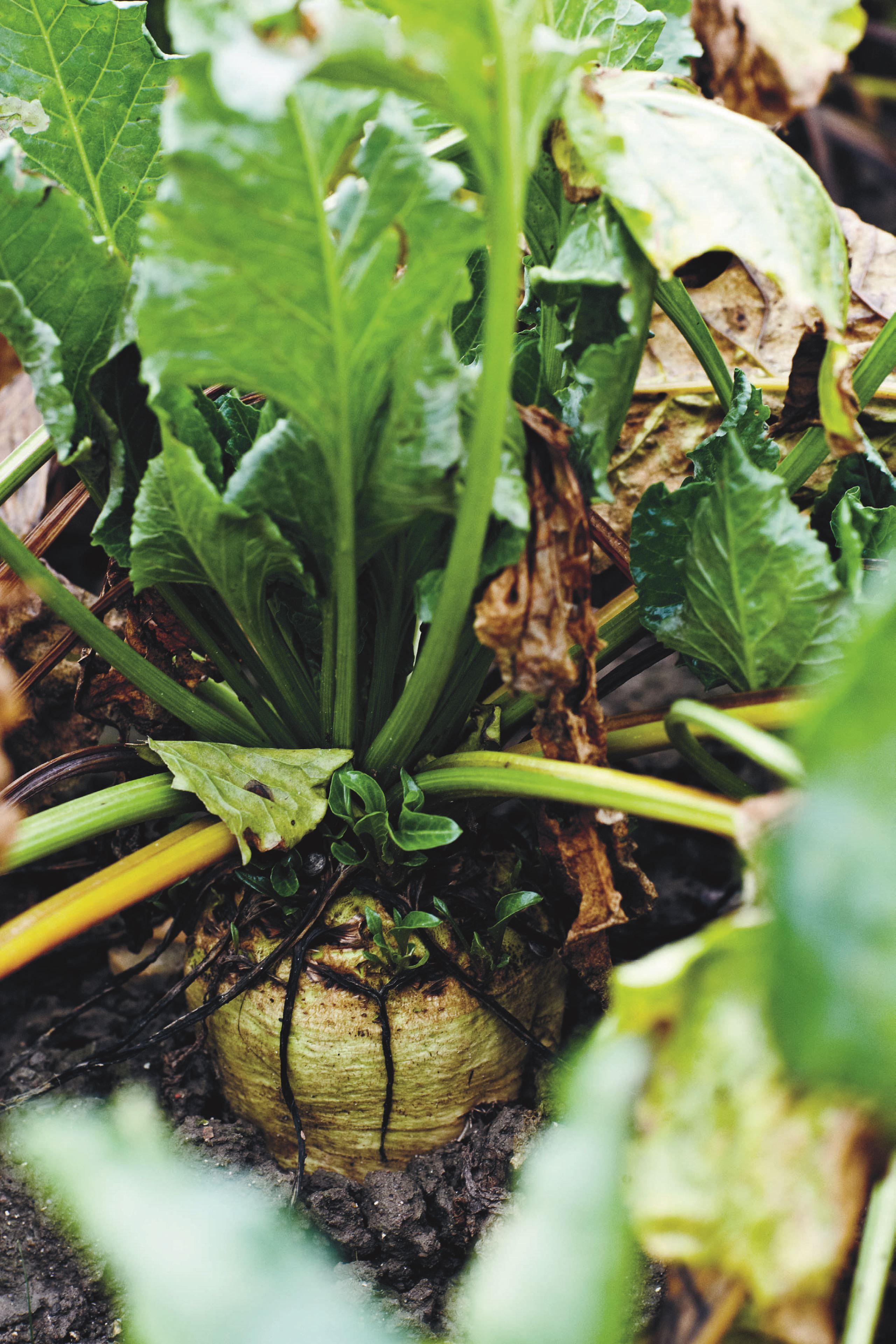 Spis sæsonens råvarer i november​​​​‌﻿‍﻿​‍​‍‌‍﻿﻿‌﻿​‍‌‍‍‌‌‍‌﻿‌‍‍‌‌‍﻿‍​‍​‍​﻿‍‍​‍​‍‌﻿​﻿‌‍​‌‌‍﻿‍‌‍‍‌‌﻿‌​‌﻿‍‌​‍﻿‍‌‍‍‌‌‍﻿﻿​‍​‍​‍﻿​​‍​‍‌‍‍​‌﻿​‍‌‍‌‌‌‍‌‍​‍​‍​﻿‍‍​‍​‍‌‍‍​‌﻿‌​‌﻿‌​‌﻿​​​﻿‍‍​‍﻿﻿​‍﻿﻿‌‍﻿​‌‍﻿﻿‌‍​﻿‌‍​‌‌‍﻿​‌‍‍​‌‍﻿﻿‌﻿​﻿‌﻿‌​​﻿‍‍​﻿​﻿​﻿​﻿​﻿​﻿​﻿​﻿​‍﻿﻿‌‍‍‌‌‍﻿‍‌﻿‌​‌‍‌‌‌‍﻿‍‌﻿‌​​‍﻿﻿‌‍‌‌‌‍‌​‌‍‍‌‌﻿‌​​‍﻿﻿‌‍﻿‌‌‍﻿﻿‌‍‌​‌‍‌‌​﻿﻿‌‌﻿​​‌﻿​‍‌‍‌‌‌﻿​﻿‌‍‌‌‌‍﻿‍‌﻿‌​‌‍​‌‌﻿‌​‌‍‍‌‌‍﻿﻿‌‍﻿‍​﻿‍﻿‌‍‍‌‌‍‌​​﻿﻿‌​﻿​‌‌‍​﻿​﻿​﻿​﻿‍‌​﻿‍​​﻿‌‍‌‍‌‍‌‍​‍​‍﻿‌​﻿‌﻿​﻿​‍‌‍​﻿​﻿‌‍​‍﻿‌​﻿‌​‌‍‌‌​﻿​﻿‌‍​‍​‍﻿‌‌‍​‌‌‍‌‌​﻿​‌​﻿‌​​‍﻿‌​﻿‌​​﻿‍‌‌‍​‌‌‍​‍‌‍‌‌​﻿‍​​﻿​​‌‍​﻿‌‍‌‍​﻿‌‍‌‍​‌​﻿‌﻿​﻿‍﻿‌﻿‌​‌﻿‍‌‌﻿​​‌‍‌‌​﻿﻿‌‌‍​‌‌﻿​‍‌﻿‌​‌‍‍‌‌‍​﻿‌‍﻿​‌‍‌‌​﻿‍﻿‌﻿​​‌‍​‌‌﻿‌​‌‍‍​​﻿﻿‌‌‍‍‌‌‍﻿‌‌‍​‌‌‍‌﻿‌‍‌‌​‍﻿‍‌‍​‌‌‍﻿​‌﻿‌​​﻿﻿﻿‌‍​‍‌‍​‌‌﻿​﻿‌‍‌‌‌‌‌‌‌﻿​‍‌‍﻿​​﻿﻿‌‌‍‍​‌﻿‌​‌﻿‌​‌﻿​​​‍‌‌​﻿​﻿‌​​‌​‍‌‌​﻿​‍‌​‌‍​‍‌‌​﻿​‍‌​‌‍‌‍﻿​‌‍﻿﻿‌‍​﻿‌‍​‌‌‍﻿​‌‍‍​‌‍﻿﻿‌﻿​﻿‌﻿‌​​‍‌‌​﻿​﻿‌​​‌​﻿​﻿​﻿​﻿​﻿​﻿​﻿​﻿​‍‌‍‌‍‍‌‌‍‌​​﻿﻿‌​﻿​‌‌‍​﻿​﻿​﻿​﻿‍‌​﻿‍​​﻿‌‍‌‍‌‍‌‍​‍​‍﻿‌​﻿‌﻿​﻿​‍‌‍​﻿​﻿‌‍​‍﻿‌​﻿‌​‌‍‌‌​﻿​﻿‌‍​‍​‍﻿‌‌‍​‌‌‍‌‌​﻿​‌​﻿‌​​‍﻿‌​﻿‌​​﻿‍‌‌‍​‌‌‍​‍‌‍‌‌​﻿‍​​﻿​​‌‍​﻿‌‍‌‍​﻿‌‍‌‍​‌​﻿‌﻿​‍‌‍‌﻿‌​‌﻿‍‌‌﻿​​‌‍‌‌​﻿﻿‌‌‍​‌‌﻿​‍‌﻿‌​‌‍‍‌‌‍​﻿‌‍﻿​‌‍‌‌​‍‌‍‌﻿​​‌‍​‌‌﻿‌​‌‍‍​​﻿﻿‌‌‍‍‌‌‍﻿‌‌‍​‌‌‍‌﻿‌‍‌‌​‍﻿‍‌‍​‌‌‍﻿​‌﻿‌​​‍‌‍‌﻿​​‌‍‌‌‌﻿​‍‌﻿​﻿‌﻿​​‌‍‌‌‌‍​﻿‌﻿‌​‌‍‍‌‌﻿‌‍‌‍‌‌​﻿﻿‌‌﻿​​‌﻿‌‌‌‍​‍‌‍﻿​‌‍‍‌‌﻿​﻿‌‍‍​‌‍‌‌‌‍‌​​‍​‍‌﻿﻿‌