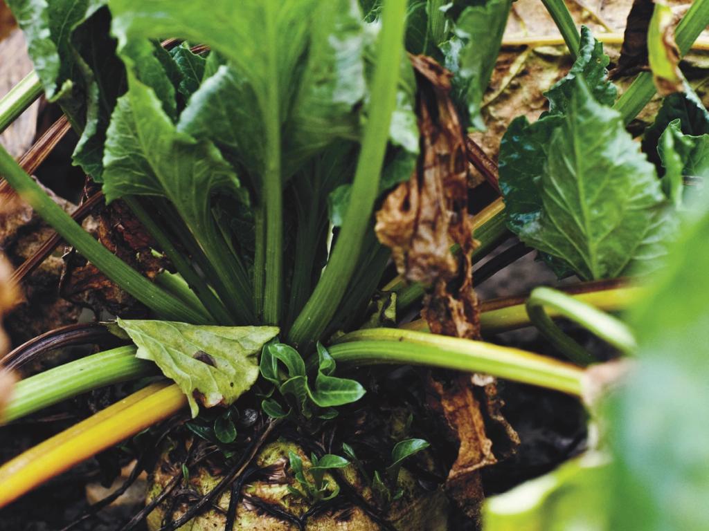 Spis sæsonens råvarer i november