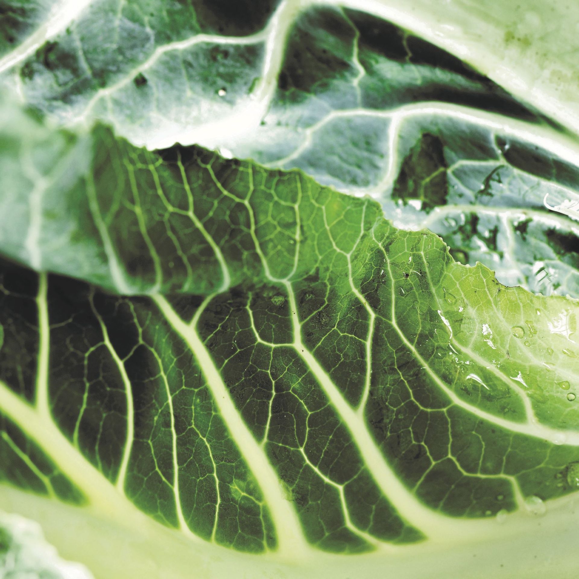 Fermenteret kål med hvidløg og chili