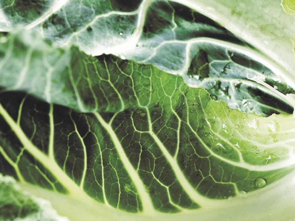 Meyers Madhus vinder udbud om Københavns Kommunes klimavenlige måltider