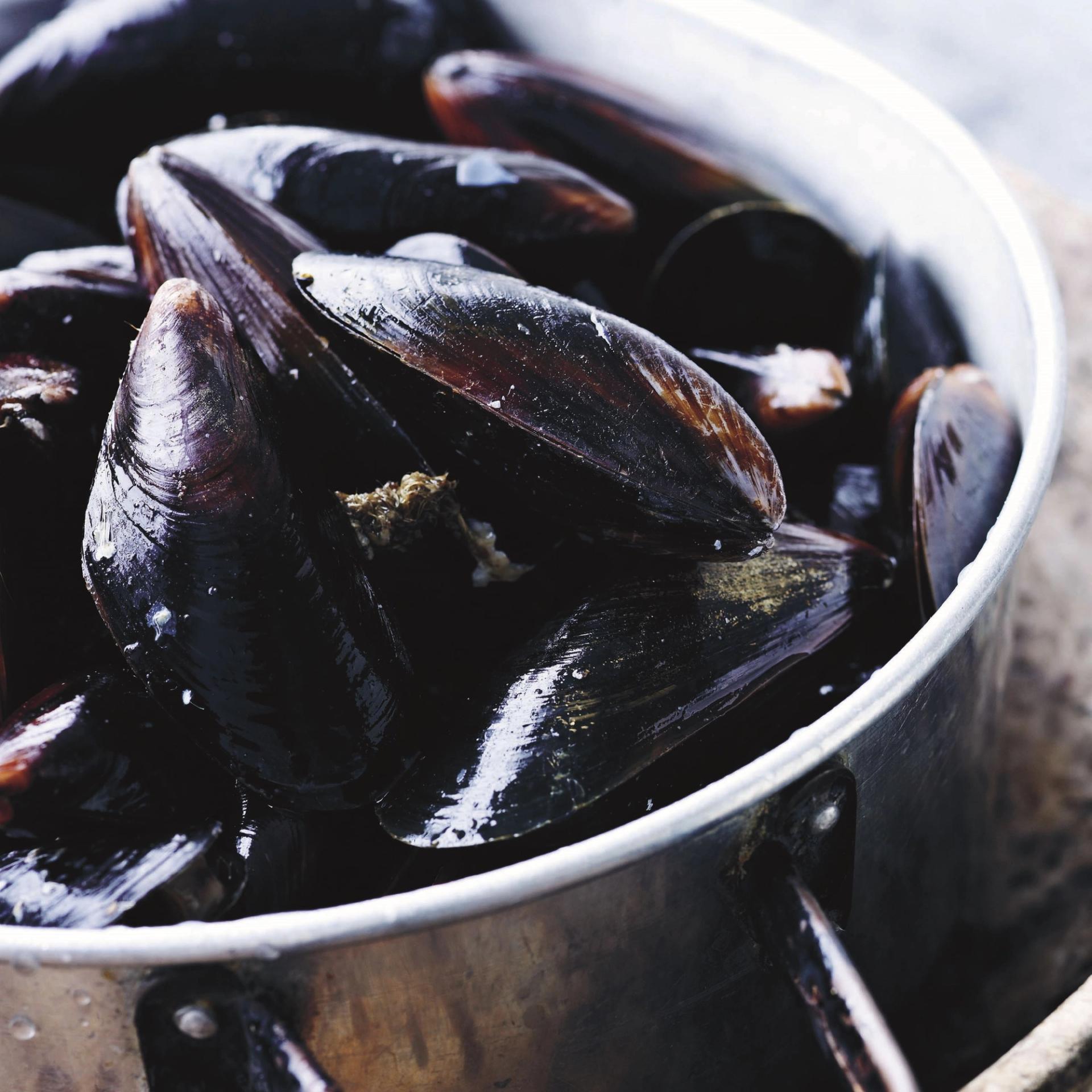 Dampede limfjordsmuslinger