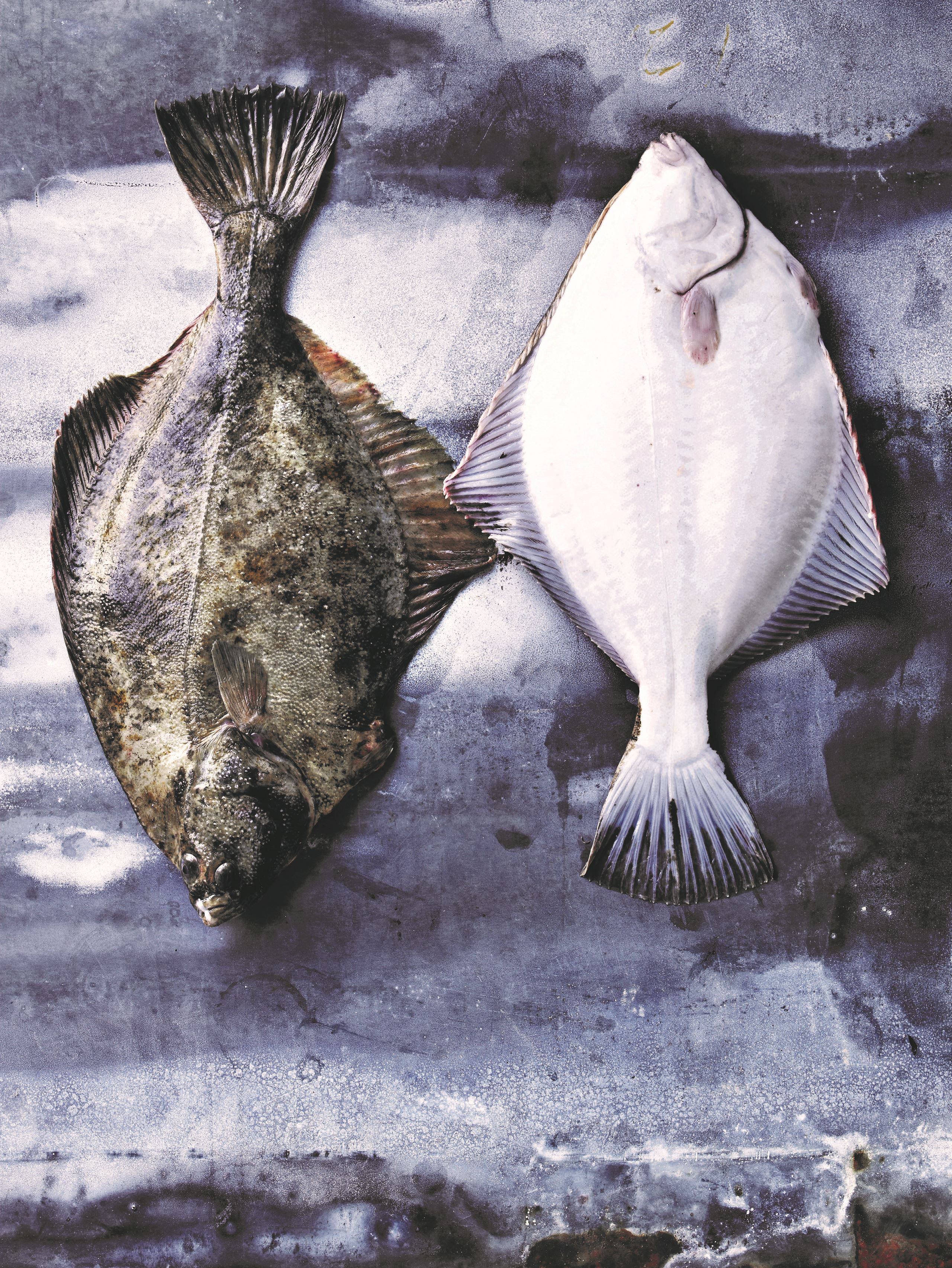 Stegt rødspætte med kartofler og smørsovs​​​​‌﻿‍﻿​‍​‍‌‍﻿﻿‌﻿​‍‌‍‍‌‌‍‌﻿‌‍‍‌‌‍﻿‍​‍​‍​﻿‍‍​‍​‍‌﻿​﻿‌‍​‌‌‍﻿‍‌‍‍‌‌﻿‌​‌﻿‍‌​‍﻿‍‌‍‍‌‌‍﻿﻿​‍​‍​‍﻿​​‍​‍‌‍‍​‌﻿​‍‌‍‌‌‌‍‌‍​‍​‍​﻿‍‍​‍​‍‌‍‍​‌﻿‌​‌﻿‌​‌﻿​​​﻿‍‍​‍﻿﻿​‍﻿﻿‌‍﻿​‌‍﻿﻿‌‍​﻿‌‍​‌‌‍﻿​‌‍‍​‌‍﻿﻿‌﻿​﻿‌﻿‌​​﻿‍‍​﻿​﻿​﻿​﻿​﻿​﻿​﻿​﻿​‍﻿﻿‌‍‍‌‌‍﻿‍‌﻿‌​‌‍‌‌‌‍﻿‍‌﻿‌​​‍﻿﻿‌‍‌‌‌‍‌​‌‍‍‌‌﻿‌​​‍﻿﻿‌‍﻿‌‌‍﻿﻿‌‍‌​‌‍‌‌​﻿﻿‌‌﻿​​‌﻿​‍‌‍‌‌‌﻿​﻿‌‍‌‌‌‍﻿‍‌﻿‌​‌‍​‌‌﻿‌​‌‍‍‌‌‍﻿﻿‌‍﻿‍​﻿‍﻿‌‍‍‌‌‍‌​​﻿﻿‌‌‍​‌‌‍​‌‌‍​﻿​﻿​​‌‍‌‍​﻿​﻿‌‍​‍​﻿‍​​‍﻿‌‌‍‌‍​﻿​‌​﻿​​‌‍‌‍​‍﻿‌​﻿‌‌​﻿‍‌‌‍‌​​﻿‌​​‍﻿‌‌‍​‌​﻿​​‌‍‌‌​﻿‌﻿​‍﻿‌‌‍‌‌‌‍​﻿​﻿‌​​﻿‍​‌‍‌​​﻿‌​‌‍​‍​﻿‍‌​﻿​​​﻿​​‌‍‌‍‌‍​‌​﻿‍﻿‌﻿‌​‌﻿‍‌‌﻿​​‌‍‌‌​﻿﻿‌‌﻿​‍‌‍‌‌‌‍​﻿‌‍‍‌‌﻿​​‌‍‌‌​﻿‍﻿‌﻿​​‌‍​‌‌﻿‌​‌‍‍​​﻿﻿‌‌‍‍‌‌‍﻿‌‌‍​‌‌‍‌﻿‌‍‌‌​‍﻿‍‌‍​‌‌‍﻿​‌﻿‌​​﻿﻿﻿‌‍​‍‌‍​‌‌﻿​﻿‌‍‌‌‌‌‌‌‌﻿​‍‌‍﻿​​﻿﻿‌‌‍‍​‌﻿‌​‌﻿‌​‌﻿​​​‍‌‌​﻿​﻿‌​​‌​‍‌‌​﻿​‍‌​‌‍​‍‌‌​﻿​‍‌​‌‍‌‍﻿​‌‍﻿﻿‌‍​﻿‌‍​‌‌‍﻿​‌‍‍​‌‍﻿﻿‌﻿​﻿‌﻿‌​​‍‌‌​﻿​﻿‌​​‌​﻿​﻿​﻿​﻿​﻿​﻿​﻿​﻿​‍‌‍‌‍‍‌‌‍‌​​﻿﻿‌‌‍​‌‌‍​‌‌‍​﻿​﻿​​‌‍‌‍​﻿​﻿‌‍​‍​﻿‍​​‍﻿‌‌‍‌‍​﻿​‌​﻿​​‌‍‌‍​‍﻿‌​﻿‌‌​﻿‍‌‌‍‌​​﻿‌​​‍﻿‌‌‍​‌​﻿​​‌‍‌‌​﻿‌﻿​‍﻿‌‌‍‌‌‌‍​﻿​﻿‌​​﻿‍​‌‍‌​​﻿‌​‌‍​‍​﻿‍‌​﻿​​​﻿​​‌‍‌‍‌‍​‌​‍‌‍‌﻿‌​‌﻿‍‌‌﻿​​‌‍‌‌​﻿﻿‌‌﻿​‍‌‍‌‌‌‍​﻿‌‍‍‌‌﻿​​‌‍‌‌​‍‌‍‌﻿​​‌‍​‌‌﻿‌​‌‍‍​​﻿﻿‌‌‍‍‌‌‍﻿‌‌‍​‌‌‍‌﻿‌‍‌‌​‍﻿‍‌‍​‌‌‍﻿​‌﻿‌​​‍‌‍‌﻿​​‌‍‌‌‌﻿​‍‌﻿​﻿‌﻿​​‌‍‌‌‌‍​﻿‌﻿‌​‌‍‍‌‌﻿‌‍‌‍‌‌​﻿﻿‌‌﻿​​‌﻿‌‌‌‍​‍‌‍﻿​‌‍‍‌‌﻿​﻿‌‍‍​‌‍‌‌‌‍‌​​‍​‍‌﻿﻿‌