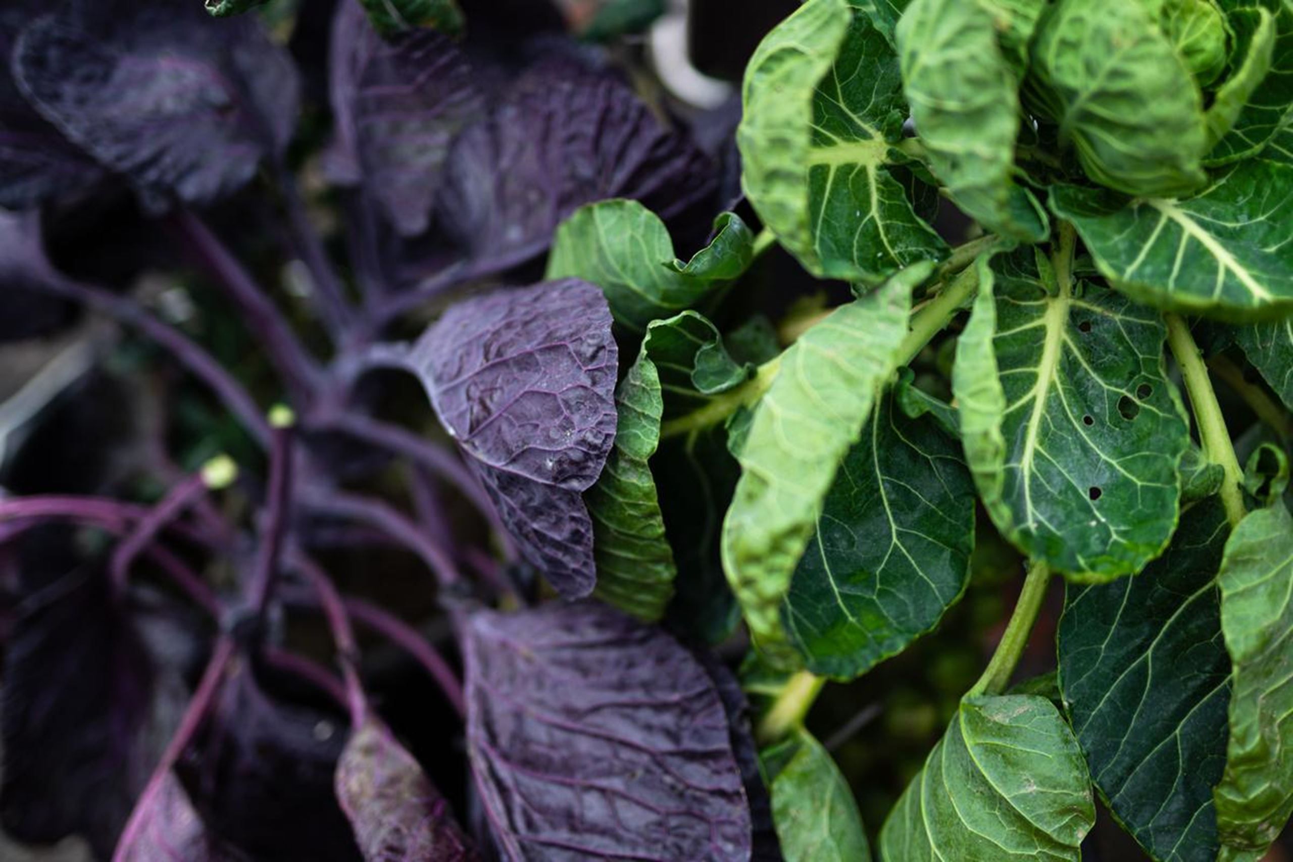 Ambitiøst madprojekt vil på bare to år motivere 10 pct. af Brøndbys borgere til at ændre madvaner​​​​‌﻿‍﻿​‍​‍‌‍﻿﻿‌﻿​‍‌‍‍‌‌‍‌﻿‌‍‍‌‌‍﻿‍​‍​‍​﻿‍‍​‍​‍‌﻿​﻿‌‍​‌‌‍﻿‍‌‍‍‌‌﻿‌​‌﻿‍‌​‍﻿‍‌‍‍‌‌‍﻿﻿​‍​‍​‍﻿​​‍​‍‌‍‍​‌﻿​‍‌‍‌‌‌‍‌‍​‍​‍​﻿‍‍​‍​‍‌‍‍​‌﻿‌​‌﻿‌​‌﻿​​​﻿‍‍​‍﻿﻿​‍﻿﻿‌‍﻿​‌‍﻿﻿‌‍​﻿‌‍​‌‌‍﻿​‌‍‍​‌‍﻿﻿‌﻿​﻿‌﻿‌​​﻿‍‍​﻿​﻿​﻿​﻿​﻿​﻿​﻿​﻿​‍﻿﻿‌‍‍‌‌‍﻿‍‌﻿‌​‌‍‌‌‌‍﻿‍‌﻿‌​​‍﻿﻿‌‍‌‌‌‍‌​‌‍‍‌‌﻿‌​​‍﻿﻿‌‍﻿‌‌‍﻿﻿‌‍‌​‌‍‌‌​﻿﻿‌‌﻿​​‌﻿​‍‌‍‌‌‌﻿​﻿‌‍‌‌‌‍﻿‍‌﻿‌​‌‍​‌‌﻿‌​‌‍‍‌‌‍﻿﻿‌‍﻿‍​﻿‍﻿‌‍‍‌‌‍‌​​﻿﻿‌​﻿‌‍‌‍‌‍​﻿‌‍‌‍‌​​﻿‍​‌‍‌‌‌‍​‍​﻿‌‍​‍﻿‌​﻿‍‌​﻿​‍‌‍​‌‌‍‌​​‍﻿‌​﻿‌​‌‍​‌​﻿‌‍​﻿​‍​‍﻿‌​﻿‍‌‌‍​‌​﻿‍‌​﻿‍‌​‍﻿‌​﻿‍​‌‍​‍​﻿​‌‌‍‌‌​﻿‌​​﻿‍​‌‍‌​‌‍​‍​﻿​‌​﻿‌‍​﻿‍‌​﻿​‌​﻿‍﻿‌﻿‌​‌﻿‍‌‌﻿​​‌‍‌‌​﻿﻿‌‌‍​‌‌﻿​‍‌﻿‌​‌‍‍‌‌‍​﻿‌‍﻿​‌‍‌‌​﻿‍﻿‌﻿​​‌‍​‌‌﻿‌​‌‍‍​​﻿﻿‌‌‍‍‌‌‍﻿‌‌‍​‌‌‍‌﻿‌‍‌‌​‍﻿‍‌‍​‌‌‍﻿​‌﻿‌​​﻿﻿﻿‌‍​‍‌‍​‌‌﻿​﻿‌‍‌‌‌‌‌‌‌﻿​‍‌‍﻿​​﻿﻿‌‌‍‍​‌﻿‌​‌﻿‌​‌﻿​​​‍‌‌​﻿​﻿‌​​‌​‍‌‌​﻿​‍‌​‌‍​‍‌‌​﻿​‍‌​‌‍‌‍﻿​‌‍﻿﻿‌‍​﻿‌‍​‌‌‍﻿​‌‍‍​‌‍﻿﻿‌﻿​﻿‌﻿‌​​‍‌‌​﻿​﻿‌​​‌​﻿​﻿​﻿​﻿​﻿​﻿​﻿​﻿​‍‌‍‌‍‍‌‌‍‌​​﻿﻿‌​﻿‌‍‌‍‌‍​﻿‌‍‌‍‌​​﻿‍​‌‍‌‌‌‍​‍​﻿‌‍​‍﻿‌​﻿‍‌​﻿​‍‌‍​‌‌‍‌​​‍﻿‌​﻿‌​‌‍​‌​﻿‌‍​﻿​‍​‍﻿‌​﻿‍‌‌‍​‌​﻿‍‌​﻿‍‌​‍﻿‌​﻿‍​‌‍​‍​﻿​‌‌‍‌‌​﻿‌​​﻿‍​‌‍‌​‌‍​‍​﻿​‌​﻿‌‍​﻿‍‌​﻿​‌​‍‌‍‌﻿‌​‌﻿‍‌‌﻿​​‌‍‌‌​﻿﻿‌‌‍​‌‌﻿​‍‌﻿‌​‌‍‍‌‌‍​﻿‌‍﻿​‌‍‌‌​‍‌‍‌﻿​​‌‍​‌‌﻿‌​‌‍‍​​﻿﻿‌‌‍‍‌‌‍﻿‌‌‍​‌‌‍‌﻿‌‍‌‌​‍﻿‍‌‍​‌‌‍﻿​‌﻿‌​​‍‌‍‌﻿​​‌‍‌‌‌﻿​‍‌﻿​﻿‌﻿​​‌‍‌‌‌‍​﻿‌﻿‌​‌‍‍‌‌﻿‌‍‌‍‌‌​﻿﻿‌‌﻿​​‌﻿‌‌‌‍​‍‌‍﻿​‌‍‍‌‌﻿​﻿‌‍‍​‌‍‌‌‌‍‌​​‍​‍‌﻿﻿‌