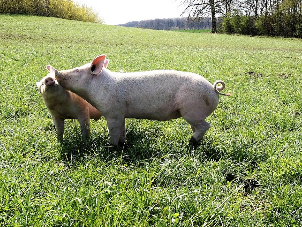 Meyers Kantiner er nomineret til årets dyreven 