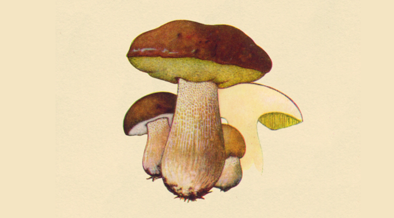 Find svampe i de danske skove​​​​‌﻿‍﻿​‍​‍‌‍﻿﻿‌﻿​‍‌‍‍‌‌‍‌﻿‌‍‍‌‌‍﻿‍​‍​‍​﻿‍‍​‍​‍‌﻿​﻿‌‍​‌‌‍﻿‍‌‍‍‌‌﻿‌​‌﻿‍‌​‍﻿‍‌‍‍‌‌‍﻿﻿​‍​‍​‍﻿​​‍​‍‌‍‍​‌﻿​‍‌‍‌‌‌‍‌‍​‍​‍​﻿‍‍​‍​‍‌‍‍​‌﻿‌​‌﻿‌​‌﻿​​​﻿‍‍​‍﻿﻿​‍﻿﻿‌‍﻿​‌‍﻿﻿‌‍​﻿‌‍​‌‌‍﻿​‌‍‍​‌‍﻿﻿‌﻿​﻿‌﻿‌​​﻿‍‍​﻿​﻿​﻿​﻿​﻿​﻿​﻿​﻿​‍﻿﻿‌‍‍‌‌‍﻿‍‌﻿‌​‌‍‌‌‌‍﻿‍‌﻿‌​​‍﻿﻿‌‍‌‌‌‍‌​‌‍‍‌‌﻿‌​​‍﻿﻿‌‍﻿‌‌‍﻿﻿‌‍‌​‌‍‌‌​﻿﻿‌‌﻿​​‌﻿​‍‌‍‌‌‌﻿​﻿‌‍‌‌‌‍﻿‍‌﻿‌​‌‍​‌‌﻿‌​‌‍‍‌‌‍﻿﻿‌‍﻿‍​﻿‍﻿‌‍‍‌‌‍‌​​﻿﻿‌​﻿​‌‌‍‌​‌‍​‍‌‍‌​​﻿‍‌‌‍​‌​﻿‌﻿‌‍​﻿​‍﻿‌​﻿‍‌‌‍​‌‌‍‌‌‌‍​‌​‍﻿‌​﻿‌​​﻿​‌​﻿‍​​﻿‌‍​‍﻿‌‌‍​‍‌‍​﻿‌‍‌​‌‍​‌​‍﻿‌‌‍​‍​﻿‌﻿​﻿‍‌‌‍‌‌​﻿​‌‌‍‌‍​﻿‍‌‌‍​‌​﻿‌‍​﻿​‍‌‍‌​​﻿​‌​﻿‍﻿‌﻿‌​‌﻿‍‌‌﻿​​‌‍‌‌​﻿﻿‌‌‍​‌‌﻿​‍‌﻿‌​‌‍‍‌‌‍​﻿‌‍﻿​‌‍‌‌​﻿‍﻿‌﻿​​‌‍​‌‌﻿‌​‌‍‍​​﻿﻿‌‌﻿​​‌‍﻿﻿‌﻿​‍‌﻿‌​‌‍​‌‌‍​‍‌‍﻿​‌‍‌‌‌﻿‌​‌‍‌‌‌﻿‍​‌﻿‌​​‍‌‌​﻿‌‌‌​​‍‌‌﻿﻿‌‍‍﻿‌‍‌‌‌﻿‍‌​‍‌‌​﻿​﻿‌​‌​​‍‌‌​﻿​﻿‌​‌​​‍‌‌​﻿​‍​﻿​‍​﻿​​​﻿‌﻿​﻿‍‌​﻿‌​​﻿‍​‌‍‌​‌‍‌‌‌‍​‍​‍‌‌​﻿​‍​﻿​‍​‍‌‌​﻿‌‌‌​‌​​‍﻿‍‌﻿​﻿‌‍﻿​‌‍‍‌‌‍‌​‌‍‌‌‌﻿​﻿​‍‌‌​﻿‌‌‌​​‍‌‌﻿﻿‌‍‍﻿‌‍‌‌‌﻿‍‌​‍‌‌​﻿​﻿‌​‌​​‍‌‌​﻿​﻿‌​‌​​‍‌‌​﻿​‍​﻿​‍​﻿‌‍‌‍‌​​﻿​‍‌‍‌‌​﻿​﻿‌‍‌‍​﻿​​‌‍​‍​‍‌‌​﻿​‍​﻿​‍​‍‌‌​﻿‌‌‌​‌​​‍﻿‍‌‍‍‌‌‍﻿‌‌‍​‌‌‍‌﻿‌‍‌‌​‍﻿‍‌‍​‌‌‍﻿​‌﻿‌​​﻿﻿﻿‌‍​‍‌‍​‌‌﻿​﻿‌‍‌‌‌‌‌‌‌﻿​‍‌‍﻿​​﻿﻿‌‌‍‍​‌﻿‌​‌﻿‌​‌﻿​​​‍‌‌​﻿​﻿‌​​‌​‍‌‌​﻿​‍‌​‌‍​‍‌‌​﻿​‍‌​‌‍‌‍﻿​‌‍﻿﻿‌‍​﻿‌‍​‌‌‍﻿​‌‍‍​‌‍﻿﻿‌﻿​﻿‌﻿‌​​‍‌‌​﻿​﻿‌​​‌​﻿​﻿​﻿​﻿​﻿​﻿​﻿​﻿​‍‌‍‌‍‍‌‌‍‌​​﻿﻿‌​﻿​‌‌‍‌​‌‍​‍‌‍‌​​﻿‍‌‌‍​‌​﻿‌﻿‌‍​﻿​‍﻿‌​﻿‍‌‌‍​‌‌‍‌‌‌‍​‌​‍﻿‌​﻿‌​​﻿​‌​﻿‍​​﻿‌‍​‍﻿‌‌‍​‍‌‍​﻿‌‍‌​‌‍​‌​‍﻿‌‌‍​‍​﻿‌﻿​﻿‍‌‌‍‌‌​﻿​‌‌‍‌‍​﻿‍‌‌‍​‌​﻿‌‍​﻿​‍‌‍‌​​﻿​‌​‍‌‍‌﻿‌​‌﻿‍‌‌﻿​​‌‍‌‌​﻿﻿‌‌‍​‌‌﻿​‍‌﻿‌​‌‍‍‌‌‍​﻿‌‍﻿​‌‍‌‌​‍‌‍‌﻿​​‌‍​‌‌﻿‌​‌‍‍​​﻿﻿‌‌﻿​​‌‍﻿﻿‌﻿​‍‌﻿‌​‌‍​‌‌‍​‍‌‍﻿​‌‍‌‌‌﻿‌​‌‍‌‌‌﻿‍​‌﻿‌​​‍‌‌​﻿‌‌‌​​‍‌‌﻿﻿‌‍‍﻿‌‍‌‌‌﻿‍‌​‍‌‌​﻿​﻿‌​‌​​‍‌‌​﻿​﻿‌​‌​​‍‌‌​﻿​‍​﻿​‍​﻿​​​﻿‌﻿​﻿‍‌​﻿‌​​﻿‍​‌‍‌​‌‍‌‌‌‍​‍​‍‌‌​﻿​‍​﻿​‍​‍‌‌​﻿‌‌‌​‌​​‍﻿‍‌﻿​﻿‌‍﻿​‌‍‍‌‌‍‌​‌‍‌‌‌﻿​﻿​‍‌‌​﻿‌‌‌​​‍‌‌﻿﻿‌‍‍﻿‌‍‌‌‌﻿‍‌​‍‌‌​﻿​﻿‌​‌​​‍‌‌​﻿​﻿‌​‌​​‍‌‌​﻿​‍​﻿​‍​﻿‌‍‌‍‌​​﻿​‍‌‍‌‌​﻿​﻿‌‍‌‍​﻿​​‌‍​‍​‍‌‌​﻿​‍​﻿​‍​‍‌‌​﻿‌‌‌​‌​​‍﻿‍‌‍‍‌‌‍﻿‌‌‍​‌‌‍‌﻿‌‍‌‌​‍﻿‍‌‍​‌‌‍﻿​‌﻿‌​​‍‌‍‌﻿​​‌‍‌‌‌﻿​‍‌﻿​﻿‌﻿​​‌‍‌‌‌‍​﻿‌﻿‌​‌‍‍‌‌﻿‌‍‌‍‌‌​﻿﻿‌‌﻿​​‌﻿‌‌‌‍​‍‌‍﻿​‌‍‍‌‌﻿​﻿‌‍‍​‌‍‌‌‌‍‌​​‍​‍‌﻿﻿‌