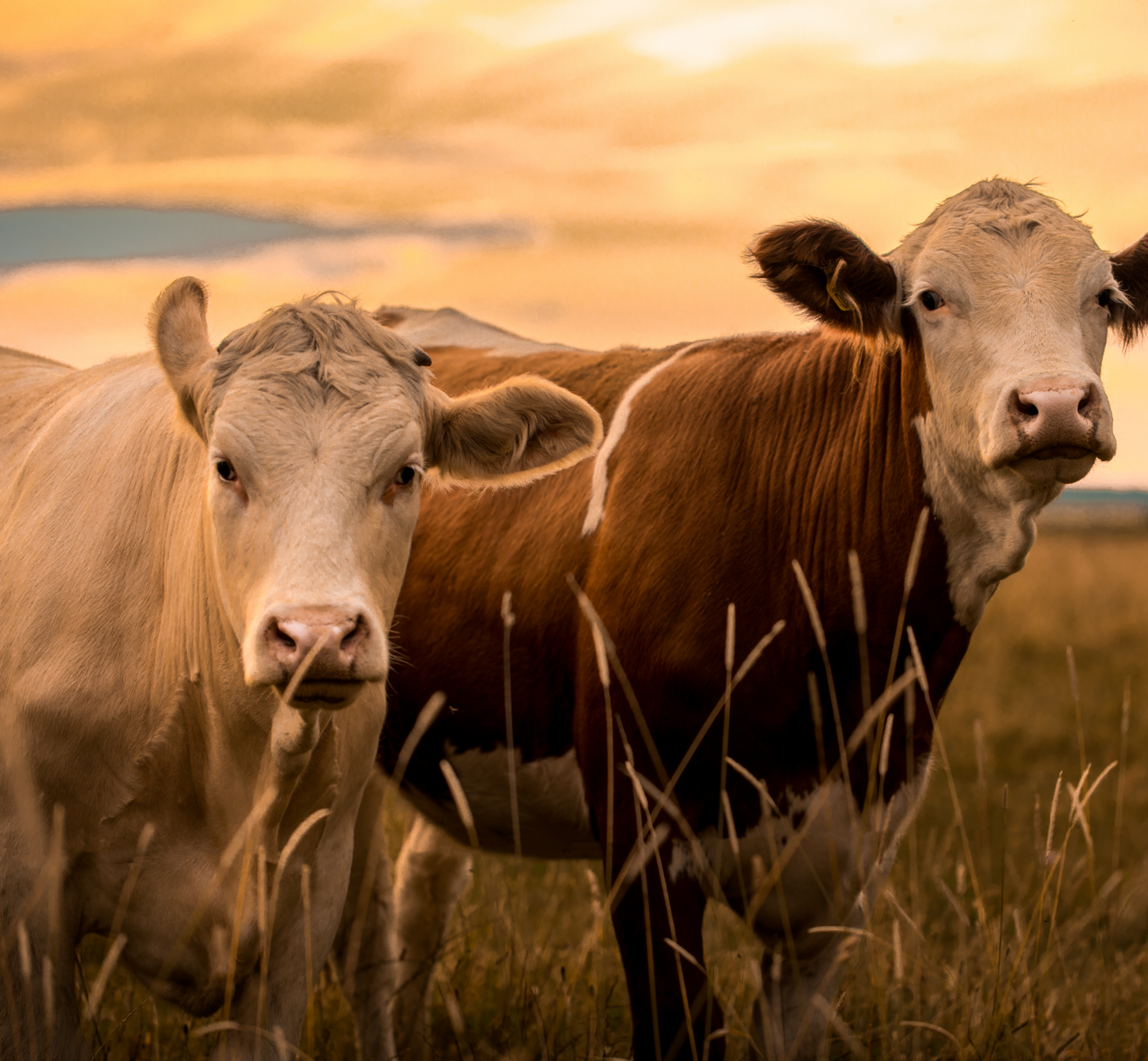 Mød Peder Arnt som er ‘Køkkenchef for en dag’ ​​​​‌﻿‍﻿​‍​‍‌‍﻿﻿‌﻿​‍‌‍‍‌‌‍‌﻿‌‍‍‌‌‍﻿‍​‍​‍​﻿‍‍​‍​‍‌﻿​﻿‌‍​‌‌‍﻿‍‌‍‍‌‌﻿‌​‌﻿‍‌​‍﻿‍‌‍‍‌‌‍﻿﻿​‍​‍​‍﻿​​‍​‍‌‍‍​‌﻿​‍‌‍‌‌‌‍‌‍​‍​‍​﻿‍‍​‍​‍‌‍‍​‌﻿‌​‌﻿‌​‌﻿​​​﻿‍‍​‍﻿﻿​‍﻿﻿‌‍﻿​‌‍﻿﻿‌‍​﻿‌‍​‌‌‍﻿​‌‍‍​‌‍﻿﻿‌﻿​﻿‌﻿‌​​﻿‍‍​﻿​﻿​﻿​﻿​﻿​﻿​﻿​﻿​‍﻿﻿‌‍‍‌‌‍﻿‍‌﻿‌​‌‍‌‌‌‍﻿‍‌﻿‌​​‍﻿﻿‌‍‌‌‌‍‌​‌‍‍‌‌﻿‌​​‍﻿﻿‌‍﻿‌‌‍﻿﻿‌‍‌​‌‍‌‌​﻿﻿‌‌﻿​​‌﻿​‍‌‍‌‌‌﻿​﻿‌‍‌‌‌‍﻿‍‌﻿‌​‌‍​‌‌﻿‌​‌‍‍‌‌‍﻿﻿‌‍﻿‍​﻿‍﻿‌‍‍‌‌‍‌​​﻿﻿‌​﻿​﻿​﻿‌﻿​﻿​‌​﻿​﻿​﻿​﻿​﻿‌‍​﻿​​​﻿​‍​‍﻿‌‌‍​‌​﻿​‌‌‍‌‌​﻿‍‌​‍﻿‌​﻿‌​​﻿‌​​﻿‌‍​﻿‍‌​‍﻿‌‌‍​‍‌‍‌‌​﻿​﻿​﻿‌‌​‍﻿‌​﻿‌‍​﻿​﻿‌‍‌‍​﻿‌‍​﻿‌﻿​﻿‌‌​﻿‌​‌‍​﻿​﻿​‌‌‍​‌​﻿​‌​﻿‌​​﻿‍﻿‌﻿‌​‌﻿‍‌‌﻿​​‌‍‌‌​﻿﻿‌‌‍​‌‌﻿​‍‌﻿‌​‌‍‍‌‌‍​﻿‌‍﻿​‌‍‌‌​﻿‍﻿‌﻿​​‌‍​‌‌﻿‌​‌‍‍​​﻿﻿‌‌‍‍‌‌‍﻿‌‌‍​‌‌‍‌﻿‌‍‌‌​‍﻿‍‌‍​‌‌‍﻿​‌﻿‌​​﻿﻿﻿‌‍​‍‌‍​‌‌﻿​﻿‌‍‌‌‌‌‌‌‌﻿​‍‌‍﻿​​﻿﻿‌‌‍‍​‌﻿‌​‌﻿‌​‌﻿​​​‍‌‌​﻿​﻿‌​​‌​‍‌‌​﻿​‍‌​‌‍​‍‌‌​﻿​‍‌​‌‍‌‍﻿​‌‍﻿﻿‌‍​﻿‌‍​‌‌‍﻿​‌‍‍​‌‍﻿﻿‌﻿​﻿‌﻿‌​​‍‌‌​﻿​﻿‌​​‌​﻿​﻿​﻿​﻿​﻿​﻿​﻿​﻿​‍‌‍‌‍‍‌‌‍‌​​﻿﻿‌​﻿​﻿​﻿‌﻿​﻿​‌​﻿​﻿​﻿​﻿​﻿‌‍​﻿​​​﻿​‍​‍﻿‌‌‍​‌​﻿​‌‌‍‌‌​﻿‍‌​‍﻿‌​﻿‌​​﻿‌​​﻿‌‍​﻿‍‌​‍﻿‌‌‍​‍‌‍‌‌​﻿​﻿​﻿‌‌​‍﻿‌​﻿‌‍​﻿​﻿‌‍‌‍​﻿‌‍​﻿‌﻿​﻿‌‌​﻿‌​‌‍​﻿​﻿​‌‌‍​‌​﻿​‌​﻿‌​​‍‌‍‌﻿‌​‌﻿‍‌‌﻿​​‌‍‌‌​﻿﻿‌‌‍​‌‌﻿​‍‌﻿‌​‌‍‍‌‌‍​﻿‌‍﻿​‌‍‌‌​‍‌‍‌﻿​​‌‍​‌‌﻿‌​‌‍‍​​﻿﻿‌‌‍‍‌‌‍﻿‌‌‍​‌‌‍‌﻿‌‍‌‌​‍﻿‍‌‍​‌‌‍﻿​‌﻿‌​​‍‌‍‌﻿​​‌‍‌‌‌﻿​‍‌﻿​﻿‌﻿​​‌‍‌‌‌‍​﻿‌﻿‌​‌‍‍‌‌﻿‌‍‌‍‌‌​﻿﻿‌‌﻿​​‌﻿‌‌‌‍​‍‌‍﻿​‌‍‍‌‌﻿​﻿‌‍‍​‌‍‌‌‌‍‌​​‍​‍‌﻿﻿‌