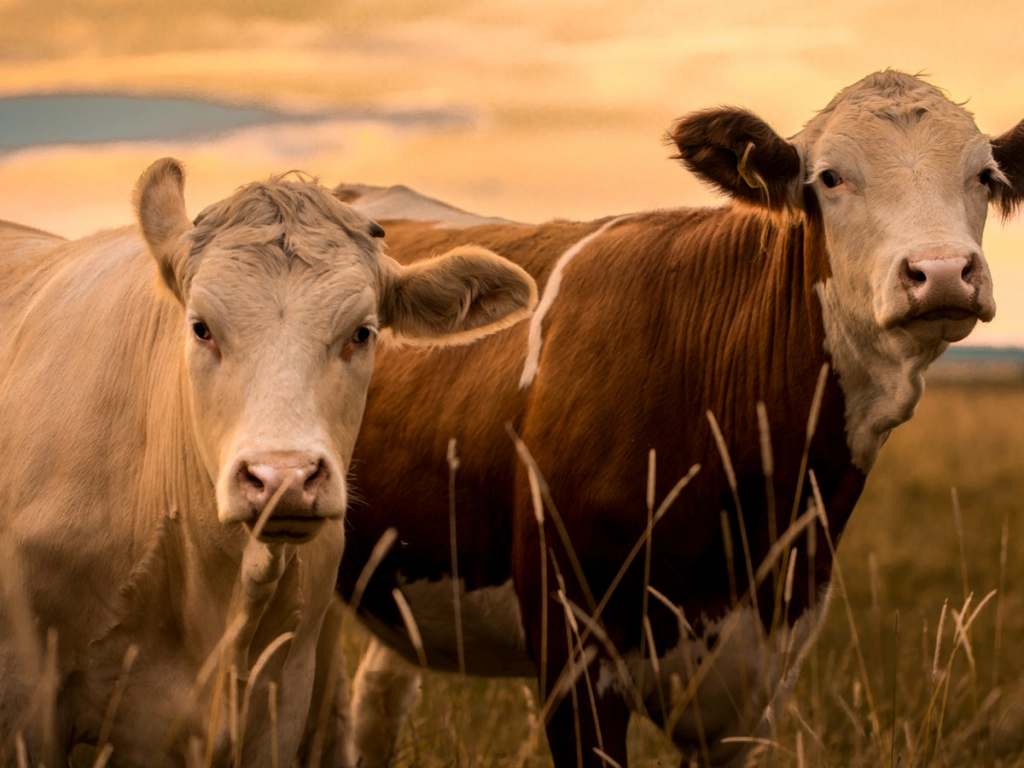 Mød Peder Arnt som er ‘Køkkenchef for en dag’ 