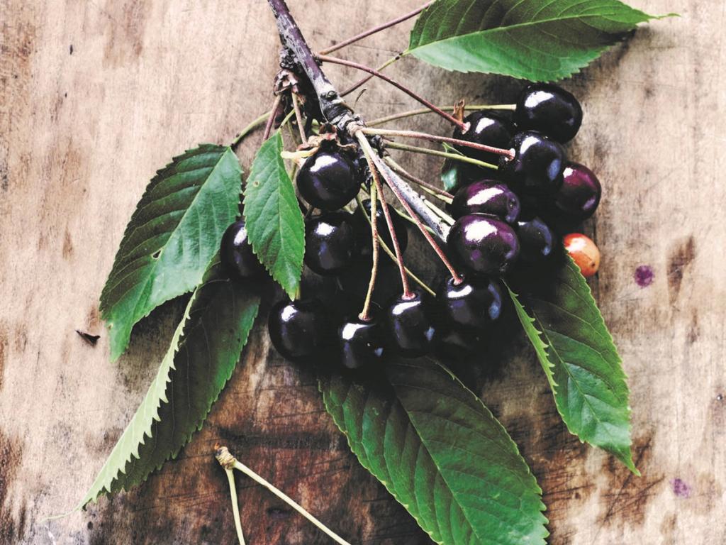 Pluk smagen af sommer