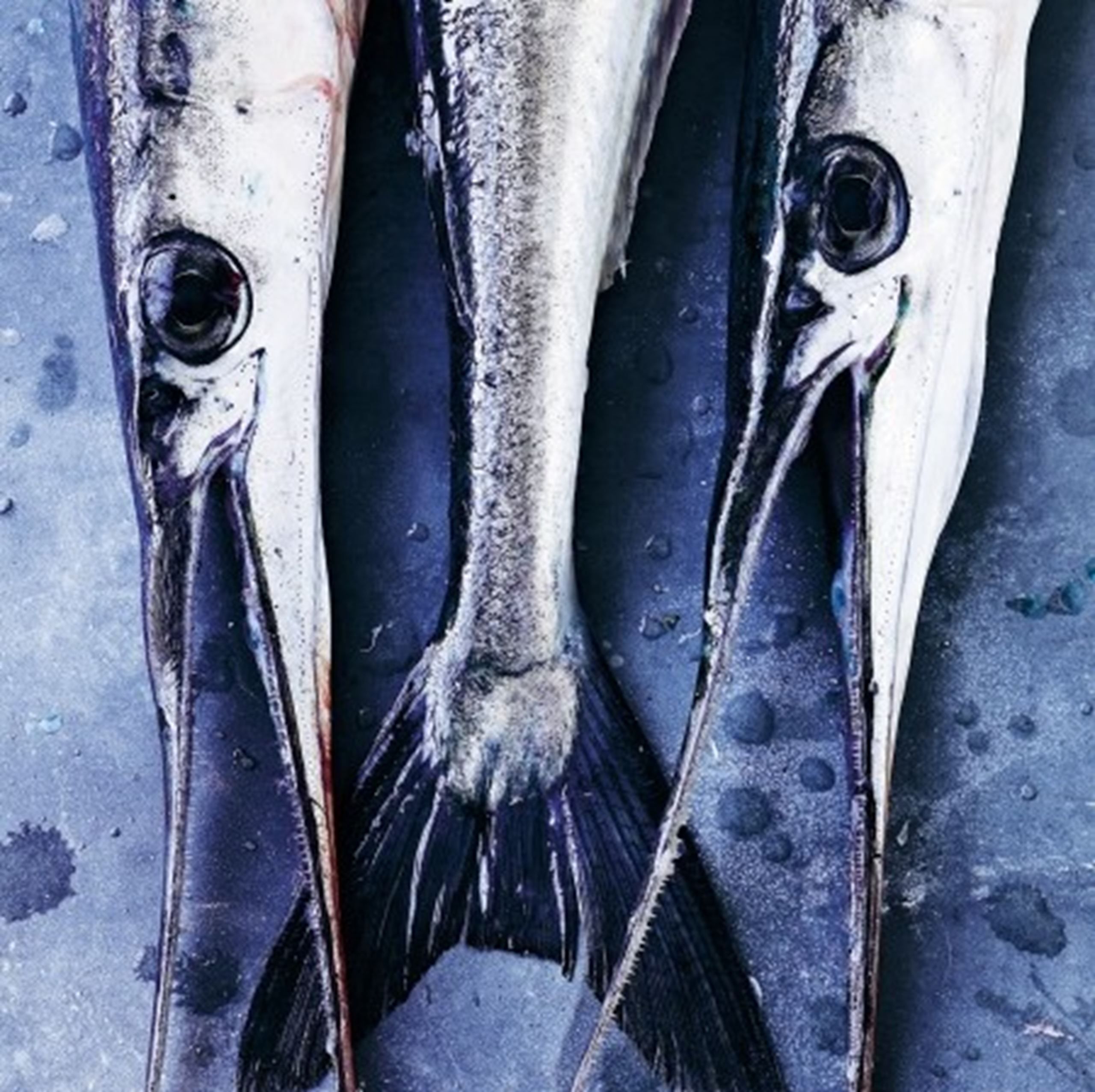 Stegt hornfisk med persillesovs og agurkesalat​​​​‌﻿‍﻿​‍​‍‌‍﻿﻿‌﻿​‍‌‍‍‌‌‍‌﻿‌‍‍‌‌‍﻿‍​‍​‍​﻿‍‍​‍​‍‌﻿​﻿‌‍​‌‌‍﻿‍‌‍‍‌‌﻿‌​‌﻿‍‌​‍﻿‍‌‍‍‌‌‍﻿﻿​‍​‍​‍﻿​​‍​‍‌‍‍​‌﻿​‍‌‍‌‌‌‍‌‍​‍​‍​﻿‍‍​‍​‍‌‍‍​‌﻿‌​‌﻿‌​‌﻿​​​﻿‍‍​‍﻿﻿​‍﻿﻿‌‍﻿​‌‍﻿﻿‌‍​﻿‌‍​‌‌‍﻿​‌‍‍​‌‍﻿﻿‌﻿​﻿‌﻿‌​​﻿‍‍​﻿​﻿​﻿​﻿​﻿​﻿​﻿​﻿​‍﻿﻿‌‍‍‌‌‍﻿‍‌﻿‌​‌‍‌‌‌‍﻿‍‌﻿‌​​‍﻿﻿‌‍‌‌‌‍‌​‌‍‍‌‌﻿‌​​‍﻿﻿‌‍﻿‌‌‍﻿﻿‌‍‌​‌‍‌‌​﻿﻿‌‌﻿​​‌﻿​‍‌‍‌‌‌﻿​﻿‌‍‌‌‌‍﻿‍‌﻿‌​‌‍​‌‌﻿‌​‌‍‍‌‌‍﻿﻿‌‍﻿‍​﻿‍﻿‌‍‍‌‌‍‌​​﻿﻿‌‌‍​‌‌‍‌‍​﻿‍‌‌‍‌​‌‍‌​​﻿​﻿‌‍​﻿​﻿​‍​‍﻿‌​﻿‍‌‌‍‌​‌‍​‌​﻿‌‍​‍﻿‌​﻿‌‌​﻿‍​​﻿‌‍​﻿‍‌​‍﻿‌‌‍​‍​﻿​‌‌‍​‌‌‍‌​​‍﻿‌‌‍‌​‌‍‌‍​﻿‍‌​﻿‌​​﻿‍​​﻿‌‌​﻿‌​‌‍​‍​﻿‍‌​﻿‍​‌‍‌‌‌‍​﻿​﻿‍﻿‌﻿‌​‌﻿‍‌‌﻿​​‌‍‌‌​﻿﻿‌‌﻿​‍‌‍‌‌‌‍​﻿‌‍‍‌‌﻿​​‌‍‌‌​﻿‍﻿‌﻿​​‌‍​‌‌﻿‌​‌‍‍​​﻿﻿‌‌‍‍‌‌‍﻿‌‌‍​‌‌‍‌﻿‌‍‌‌​‍﻿‍‌‍​‌‌‍﻿​‌﻿‌​​﻿﻿﻿‌‍​‍‌‍​‌‌﻿​﻿‌‍‌‌‌‌‌‌‌﻿​‍‌‍﻿​​﻿﻿‌‌‍‍​‌﻿‌​‌﻿‌​‌﻿​​​‍‌‌​﻿​﻿‌​​‌​‍‌‌​﻿​‍‌​‌‍​‍‌‌​﻿​‍‌​‌‍‌‍﻿​‌‍﻿﻿‌‍​﻿‌‍​‌‌‍﻿​‌‍‍​‌‍﻿﻿‌﻿​﻿‌﻿‌​​‍‌‌​﻿​﻿‌​​‌​﻿​﻿​﻿​﻿​﻿​﻿​﻿​﻿​‍‌‍‌‍‍‌‌‍‌​​﻿﻿‌‌‍​‌‌‍‌‍​﻿‍‌‌‍‌​‌‍‌​​﻿​﻿‌‍​﻿​﻿​‍​‍﻿‌​﻿‍‌‌‍‌​‌‍​‌​﻿‌‍​‍﻿‌​﻿‌‌​﻿‍​​﻿‌‍​﻿‍‌​‍﻿‌‌‍​‍​﻿​‌‌‍​‌‌‍‌​​‍﻿‌‌‍‌​‌‍‌‍​﻿‍‌​﻿‌​​﻿‍​​﻿‌‌​﻿‌​‌‍​‍​﻿‍‌​﻿‍​‌‍‌‌‌‍​﻿​‍‌‍‌﻿‌​‌﻿‍‌‌﻿​​‌‍‌‌​﻿﻿‌‌﻿​‍‌‍‌‌‌‍​﻿‌‍‍‌‌﻿​​‌‍‌‌​‍‌‍‌﻿​​‌‍​‌‌﻿‌​‌‍‍​​﻿﻿‌‌‍‍‌‌‍﻿‌‌‍​‌‌‍‌﻿‌‍‌‌​‍﻿‍‌‍​‌‌‍﻿​‌﻿‌​​‍‌‍‌﻿​​‌‍‌‌‌﻿​‍‌﻿​﻿‌﻿​​‌‍‌‌‌‍​﻿‌﻿‌​‌‍‍‌‌﻿‌‍‌‍‌‌​﻿﻿‌‌﻿​​‌﻿‌‌‌‍​‍‌‍﻿​‌‍‍‌‌﻿​﻿‌‍‍​‌‍‌‌‌‍‌​​‍​‍‌﻿﻿‌