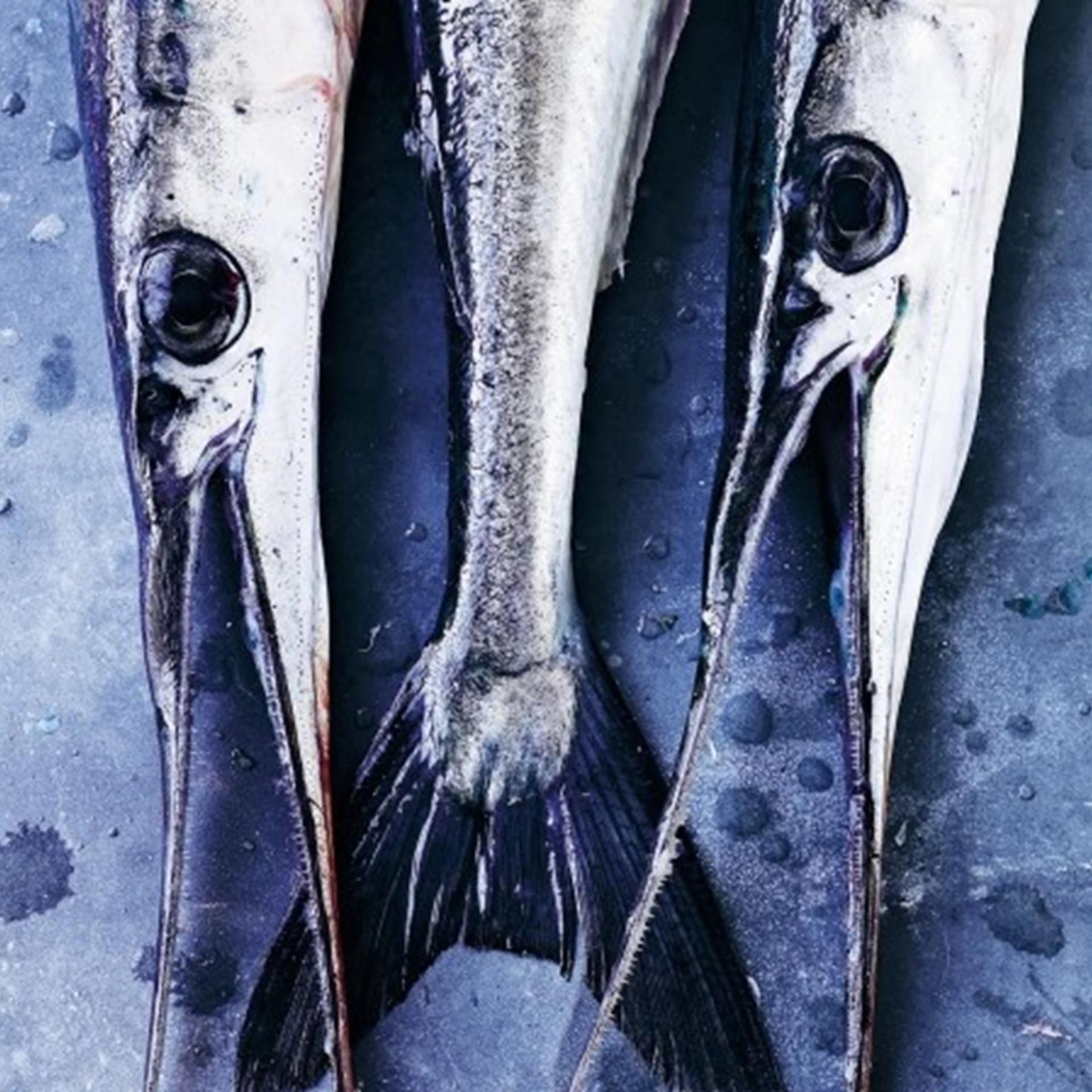 Stegt hornfisk med persillesovs og agurkesalat