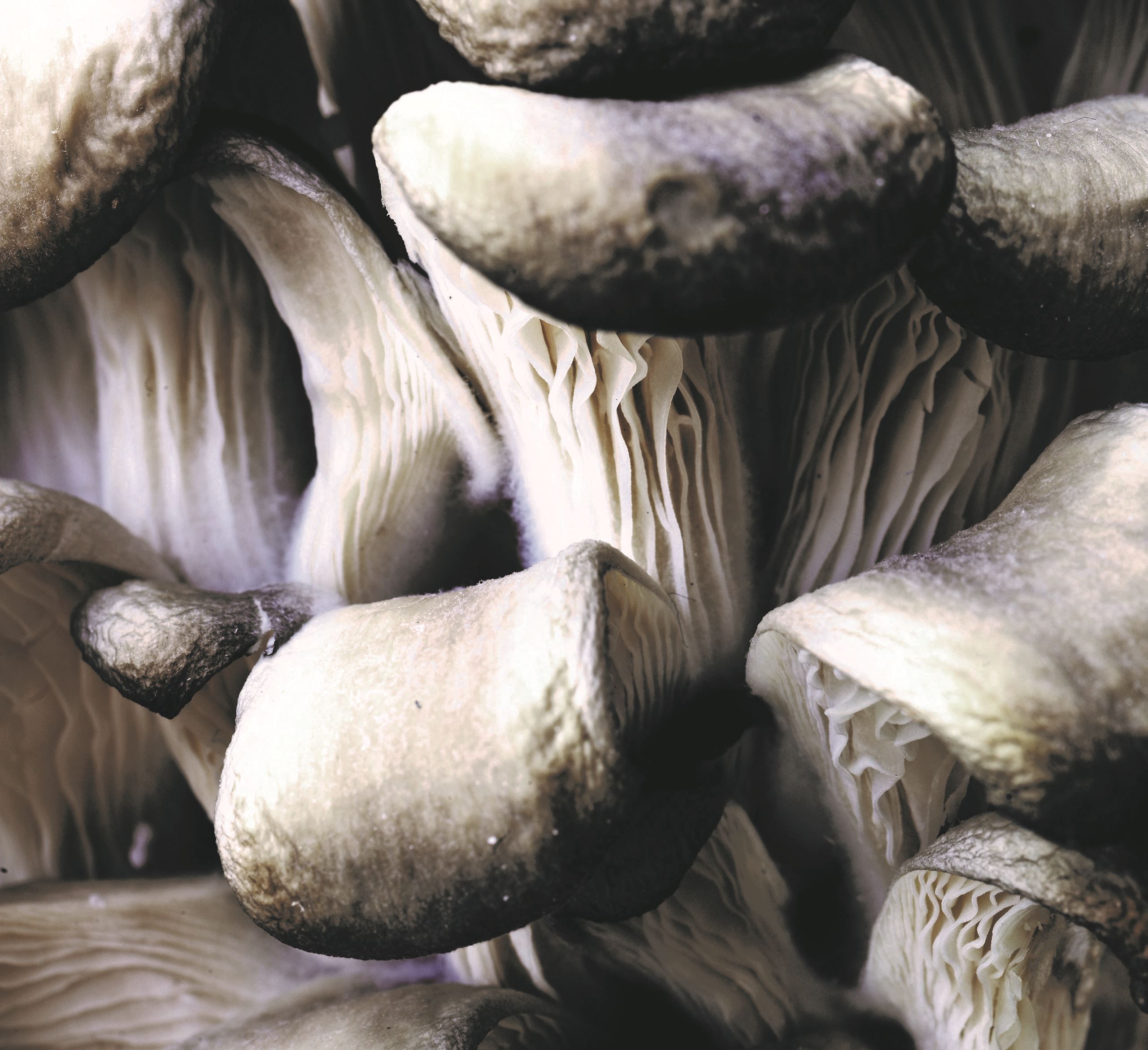 Sprødt brød med fyld​​​​‌﻿‍﻿​‍​‍‌‍﻿﻿‌﻿​‍‌‍‍‌‌‍‌﻿‌‍‍‌‌‍﻿‍​‍​‍​﻿‍‍​‍​‍‌﻿​﻿‌‍​‌‌‍﻿‍‌‍‍‌‌﻿‌​‌﻿‍‌​‍﻿‍‌‍‍‌‌‍﻿﻿​‍​‍​‍﻿​​‍​‍‌‍‍​‌﻿​‍‌‍‌‌‌‍‌‍​‍​‍​﻿‍‍​‍​‍‌‍‍​‌﻿‌​‌﻿‌​‌﻿​​​﻿‍‍​‍﻿﻿​‍﻿﻿‌‍﻿​‌‍﻿﻿‌‍​﻿‌‍​‌‌‍﻿​‌‍‍​‌‍﻿﻿‌﻿​﻿‌﻿‌​​﻿‍‍​﻿​﻿​﻿​﻿​﻿​﻿​﻿​﻿​‍﻿﻿‌‍‍‌‌‍﻿‍‌﻿‌​‌‍‌‌‌‍﻿‍‌﻿‌​​‍﻿﻿‌‍‌‌‌‍‌​‌‍‍‌‌﻿‌​​‍﻿﻿‌‍﻿‌‌‍﻿﻿‌‍‌​‌‍‌‌​﻿﻿‌‌﻿​​‌﻿​‍‌‍‌‌‌﻿​﻿‌‍‌‌‌‍﻿‍‌﻿‌​‌‍​‌‌﻿‌​‌‍‍‌‌‍﻿﻿‌‍﻿‍​﻿‍﻿‌‍‍‌‌‍‌​​﻿﻿‌‌‍​﻿​﻿‌﻿‌‍‌‍​﻿‌﻿​﻿‌‌​﻿‌‍​﻿​﻿​﻿‌‌​‍﻿‌​﻿​​​﻿​‍​﻿​﻿​﻿​‍​‍﻿‌​﻿‌‌​﻿​‍​﻿​​‌‍​﻿​‍﻿‌‌‍​‍​﻿‌‍​﻿‌‌​﻿​‍​‍﻿‌​﻿‌‌​﻿‌​​﻿​‍​﻿‌﻿​﻿‌​‌‍‌‌​﻿​﻿​﻿​‍‌‍‌‌‌‍‌​‌‍​﻿‌‍​﻿​﻿‍﻿‌﻿‌​‌﻿‍‌‌﻿​​‌‍‌‌​﻿﻿‌‌﻿​‍‌‍‌‌‌‍​﻿‌‍‍‌‌﻿​​‌‍‌‌​﻿‍﻿‌﻿​​‌‍​‌‌﻿‌​‌‍‍​​﻿﻿‌‌‍‍‌‌‍﻿‌‌‍​‌‌‍‌﻿‌‍‌‌​‍﻿‍‌‍​‌‌‍﻿​‌﻿‌​​﻿﻿﻿‌‍​‍‌‍​‌‌﻿​﻿‌‍‌‌‌‌‌‌‌﻿​‍‌‍﻿​​﻿﻿‌‌‍‍​‌﻿‌​‌﻿‌​‌﻿​​​‍‌‌​﻿​﻿‌​​‌​‍‌‌​﻿​‍‌​‌‍​‍‌‌​﻿​‍‌​‌‍‌‍﻿​‌‍﻿﻿‌‍​﻿‌‍​‌‌‍﻿​‌‍‍​‌‍﻿﻿‌﻿​﻿‌﻿‌​​‍‌‌​﻿​﻿‌​​‌​﻿​﻿​﻿​﻿​﻿​﻿​﻿​﻿​‍‌‍‌‍‍‌‌‍‌​​﻿﻿‌‌‍​﻿​﻿‌﻿‌‍‌‍​﻿‌﻿​﻿‌‌​﻿‌‍​﻿​﻿​﻿‌‌​‍﻿‌​﻿​​​﻿​‍​﻿​﻿​﻿​‍​‍﻿‌​﻿‌‌​﻿​‍​﻿​​‌‍​﻿​‍﻿‌‌‍​‍​﻿‌‍​﻿‌‌​﻿​‍​‍﻿‌​﻿‌‌​﻿‌​​﻿​‍​﻿‌﻿​﻿‌​‌‍‌‌​﻿​﻿​﻿​‍‌‍‌‌‌‍‌​‌‍​﻿‌‍​﻿​‍‌‍‌﻿‌​‌﻿‍‌‌﻿​​‌‍‌‌​﻿﻿‌‌﻿​‍‌‍‌‌‌‍​﻿‌‍‍‌‌﻿​​‌‍‌‌​‍‌‍‌﻿​​‌‍​‌‌﻿‌​‌‍‍​​﻿﻿‌‌‍‍‌‌‍﻿‌‌‍​‌‌‍‌﻿‌‍‌‌​‍﻿‍‌‍​‌‌‍﻿​‌﻿‌​​‍‌‍‌﻿​​‌‍‌‌‌﻿​‍‌﻿​﻿‌﻿​​‌‍‌‌‌‍​﻿‌﻿‌​‌‍‍‌‌﻿‌‍‌‍‌‌​﻿﻿‌‌﻿​​‌﻿‌‌‌‍​‍‌‍﻿​‌‍‍‌‌﻿​﻿‌‍‍​‌‍‌‌‌‍‌​​‍​‍‌﻿﻿‌