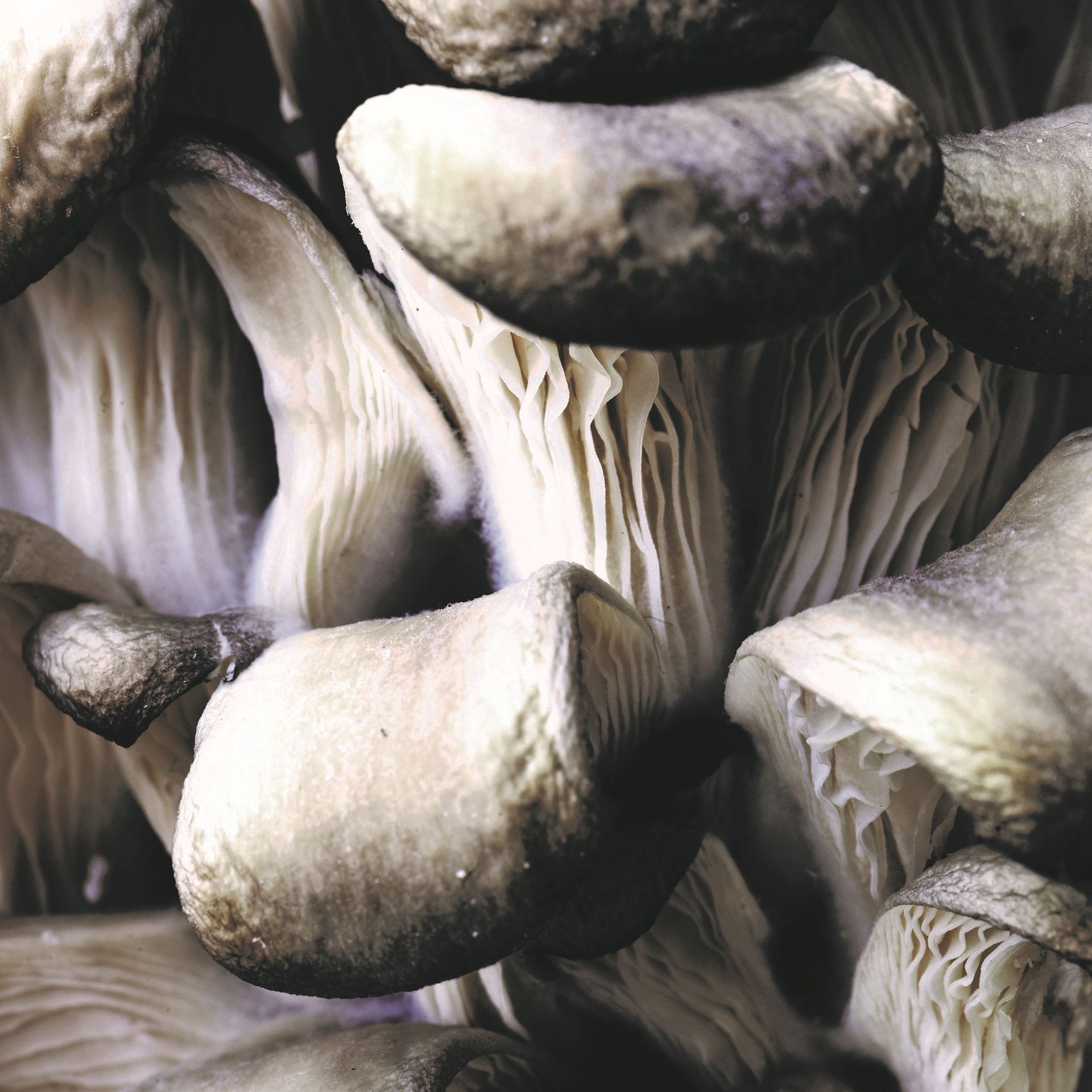 Sprødt brød med fyld