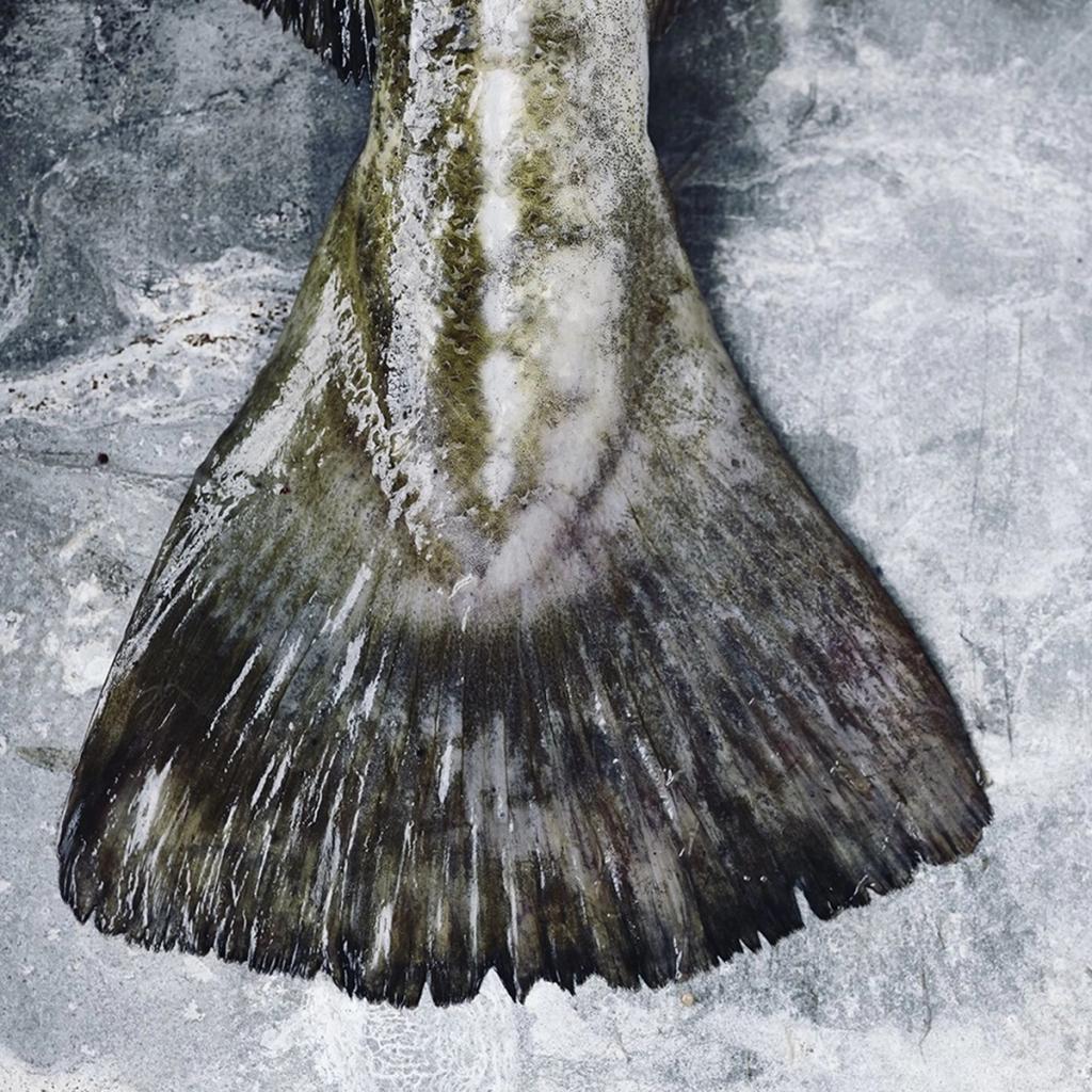 Skindstegt sandart med hvidvinssauce