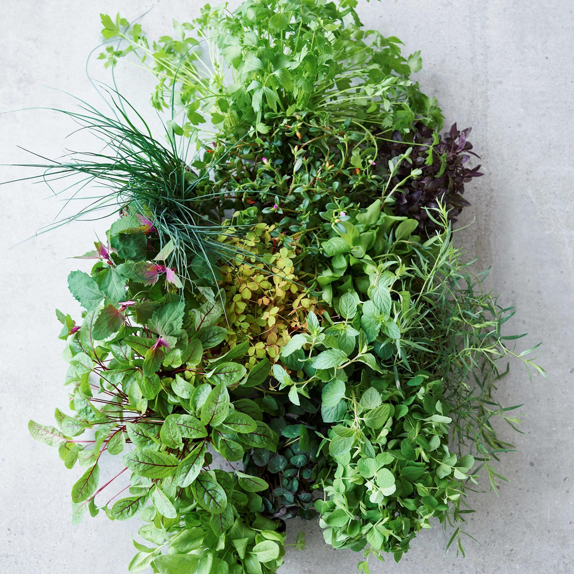 Urte-iste med hybenrosesirup