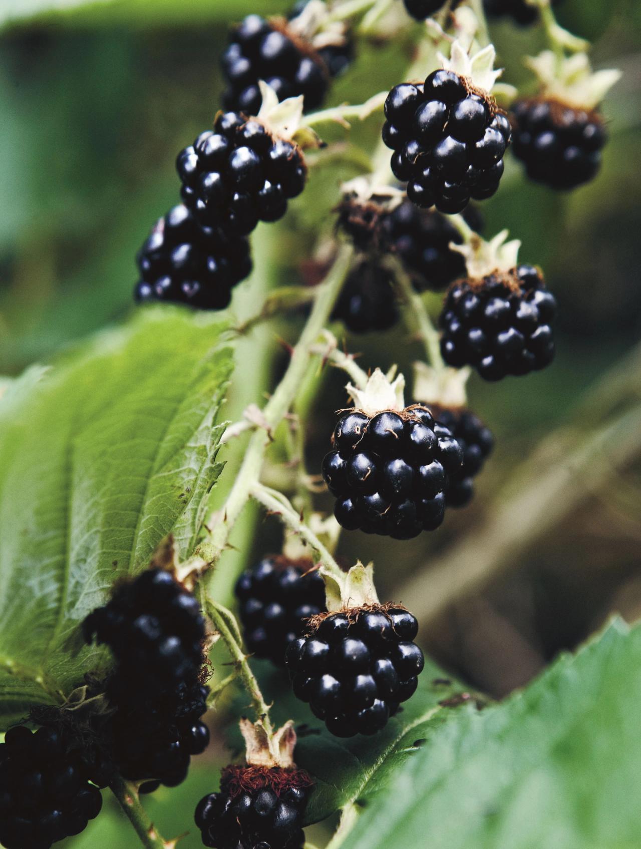 Brombærmarmelade​​​​‌﻿‍﻿​‍​‍‌‍﻿﻿‌﻿​‍‌‍‍‌‌‍‌﻿‌‍‍‌‌‍﻿‍​‍​‍​﻿‍‍​‍​‍‌﻿​﻿‌‍​‌‌‍﻿‍‌‍‍‌‌﻿‌​‌﻿‍‌​‍﻿‍‌‍‍‌‌‍﻿﻿​‍​‍​‍﻿​​‍​‍‌‍‍​‌﻿​‍‌‍‌‌‌‍‌‍​‍​‍​﻿‍‍​‍​‍‌‍‍​‌﻿‌​‌﻿‌​‌﻿​​​﻿‍‍​‍﻿﻿​‍﻿﻿‌‍﻿​‌‍﻿﻿‌‍​﻿‌‍​‌‌‍﻿​‌‍‍​‌‍﻿﻿‌﻿​﻿‌﻿‌​​﻿‍‍​﻿​﻿​﻿​﻿​﻿​﻿​﻿​﻿​‍﻿﻿‌‍‍‌‌‍﻿‍‌﻿‌​‌‍‌‌‌‍﻿‍‌﻿‌​​‍﻿﻿‌‍‌‌‌‍‌​‌‍‍‌‌﻿‌​​‍﻿﻿‌‍﻿‌‌‍﻿﻿‌‍‌​‌‍‌‌​﻿﻿‌‌﻿​​‌﻿​‍‌‍‌‌‌﻿​﻿‌‍‌‌‌‍﻿‍‌﻿‌​‌‍​‌‌﻿‌​‌‍‍‌‌‍﻿﻿‌‍﻿‍​﻿‍﻿‌‍‍‌‌‍‌​​﻿﻿‌‌‍‌​​﻿​‍​﻿‌‍​﻿‌﻿​﻿‌‍‌‍‌​​﻿‌​‌‍​﻿​‍﻿‌​﻿​‌​﻿‌﻿​﻿​​‌‍‌‍​‍﻿‌​﻿‌​‌‍‌‌​﻿​‌‌‍‌‌​‍﻿‌‌‍​‌‌‍​‌‌‍‌‍‌‍‌‍​‍﻿‌‌‍​‍​﻿​﻿​﻿‌‍​﻿​﻿​﻿‌​‌‍​‍‌‍​﻿​﻿​﻿​﻿​​​﻿​​​﻿‌﻿​﻿‌‍​﻿‍﻿‌﻿‌​‌﻿‍‌‌﻿​​‌‍‌‌​﻿﻿‌‌‍​‌‌﻿​‍‌﻿‌​‌‍‍‌‌‍​﻿‌‍﻿​‌‍‌‌​﻿‍﻿‌﻿​​‌‍​‌‌﻿‌​‌‍‍​​﻿﻿‌‌﻿​​‌‍﻿﻿‌﻿​‍‌﻿‌​‌‍​‌‌‍​‍‌‍﻿​‌‍‌‌‌﻿‌​‌‍‌‌‌﻿‍​‌﻿‌​​‍‌‌​﻿‌‌‌​​‍‌‌﻿﻿‌‍‍﻿‌‍‌‌‌﻿‍‌​‍‌‌​﻿​﻿‌​‌​​‍‌‌​﻿​﻿‌​‌​​‍‌‌​﻿​‍​﻿​‍​﻿​﻿‌‍​‍​﻿‌‌​﻿​‍​﻿‌‌​﻿​﻿​﻿​﻿​﻿​﻿​‍‌‌​﻿​‍​﻿​‍​‍‌‌​﻿‌‌‌​‌​​‍﻿‍‌﻿​﻿‌‍﻿​‌‍‍‌‌‍‌​‌‍‌‌‌﻿​﻿​‍‌‌​﻿‌‌‌​​‍‌‌﻿﻿‌‍‍﻿‌‍‌‌‌﻿‍‌​‍‌‌​﻿​﻿‌​‌​​‍‌‌​﻿​﻿‌​‌​​‍‌‌​﻿​‍​﻿​‍​﻿‌​‌‍​‍‌‍​‍​﻿​﻿​﻿‍​​﻿‍​​﻿‌﻿​﻿​‍​‍‌‌​﻿​‍​﻿​‍​‍‌‌​﻿‌‌‌​‌​​‍﻿‍‌‍‍‌‌‍﻿‌‌‍​‌‌‍‌﻿‌‍‌‌​‍﻿‍‌‍​‌‌‍﻿​‌﻿‌​​﻿﻿﻿‌‍​‍‌‍​‌‌﻿​﻿‌‍‌‌‌‌‌‌‌﻿​‍‌‍﻿​​﻿﻿‌‌‍‍​‌﻿‌​‌﻿‌​‌﻿​​​‍‌‌​﻿​﻿‌​​‌​‍‌‌​﻿​‍‌​‌‍​‍‌‌​﻿​‍‌​‌‍‌‍﻿​‌‍﻿﻿‌‍​﻿‌‍​‌‌‍﻿​‌‍‍​‌‍﻿﻿‌﻿​﻿‌﻿‌​​‍‌‌​﻿​﻿‌​​‌​﻿​﻿​﻿​﻿​﻿​﻿​﻿​﻿​‍‌‍‌‍‍‌‌‍‌​​﻿﻿‌‌‍‌​​﻿​‍​﻿‌‍​﻿‌﻿​﻿‌‍‌‍‌​​﻿‌​‌‍​﻿​‍﻿‌​﻿​‌​﻿‌﻿​﻿​​‌‍‌‍​‍﻿‌​﻿‌​‌‍‌‌​﻿​‌‌‍‌‌​‍﻿‌‌‍​‌‌‍​‌‌‍‌‍‌‍‌‍​‍﻿‌‌‍​‍​﻿​﻿​﻿‌‍​﻿​﻿​﻿‌​‌‍​‍‌‍​﻿​﻿​﻿​﻿​​​﻿​​​﻿‌﻿​﻿‌‍​‍‌‍‌﻿‌​‌﻿‍‌‌﻿​​‌‍‌‌​﻿﻿‌‌‍​‌‌﻿​‍‌﻿‌​‌‍‍‌‌‍​﻿‌‍﻿​‌‍‌‌​‍‌‍‌﻿​​‌‍​‌‌﻿‌​‌‍‍​​﻿﻿‌‌﻿​​‌‍﻿﻿‌﻿​‍‌﻿‌​‌‍​‌‌‍​‍‌‍﻿​‌‍‌‌‌﻿‌​‌‍‌‌‌﻿‍​‌﻿‌​​‍‌‌​﻿‌‌‌​​‍‌‌﻿﻿‌‍‍﻿‌‍‌‌‌﻿‍‌​‍‌‌​﻿​﻿‌​‌​​‍‌‌​﻿​﻿‌​‌​​‍‌‌​﻿​‍​﻿​‍​﻿​﻿‌‍​‍​﻿‌‌​﻿​‍​﻿‌‌​﻿​﻿​﻿​﻿​﻿​﻿​‍‌‌​﻿​‍​﻿​‍​‍‌‌​﻿‌‌‌​‌​​‍﻿‍‌﻿​﻿‌‍﻿​‌‍‍‌‌‍‌​‌‍‌‌‌﻿​﻿​‍‌‌​﻿‌‌‌​​‍‌‌﻿﻿‌‍‍﻿‌‍‌‌‌﻿‍‌​‍‌‌​﻿​﻿‌​‌​​‍‌‌​﻿​﻿‌​‌​​‍‌‌​﻿​‍​﻿​‍​﻿‌​‌‍​‍‌‍​‍​﻿​﻿​﻿‍​​﻿‍​​﻿‌﻿​﻿​‍​‍‌‌​﻿​‍​﻿​‍​‍‌‌​﻿‌‌‌​‌​​‍﻿‍‌‍‍‌‌‍﻿‌‌‍​‌‌‍‌﻿‌‍‌‌​‍﻿‍‌‍​‌‌‍﻿​‌﻿‌​​‍‌‍‌﻿​​‌‍‌‌‌﻿​‍‌﻿​﻿‌﻿​​‌‍‌‌‌‍​﻿‌﻿‌​‌‍‍‌‌﻿‌‍‌‍‌‌​﻿﻿‌‌﻿​​‌﻿‌‌‌‍​‍‌‍﻿​‌‍‍‌‌﻿​﻿‌‍‍​‌‍‌‌‌‍‌​​‍​‍‌﻿﻿‌