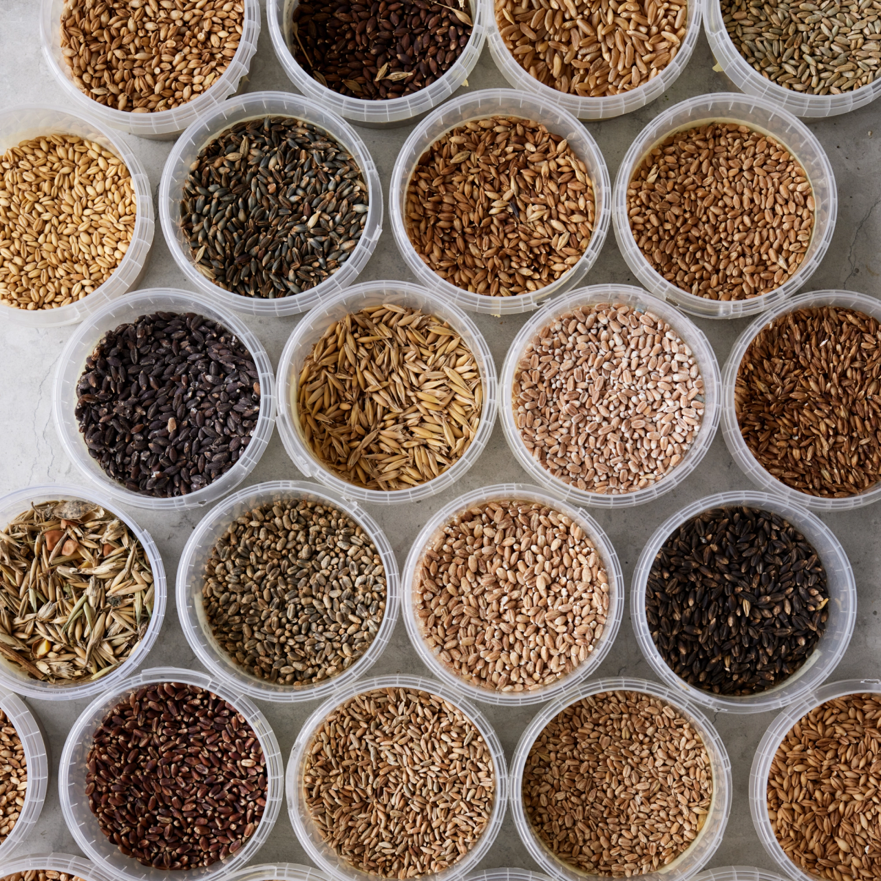 ÅRTUSINDERS KORN - SMÅ FORTÆLLLINGER OM CIVILISATIONS, UFRED, SURDEJSBAGERIER OG KLIMATILSPASNING​​​​‌﻿‍﻿​‍​‍‌‍﻿﻿‌﻿​‍‌‍‍‌‌‍‌﻿‌‍‍‌‌‍﻿‍​‍​‍​﻿‍‍​‍​‍‌﻿​﻿‌‍​‌‌‍﻿‍‌‍‍‌‌﻿‌​‌﻿‍‌​‍﻿‍‌‍‍‌‌‍﻿﻿​‍​‍​‍﻿​​‍​‍‌‍‍​‌﻿​‍‌‍‌‌‌‍‌‍​‍​‍​﻿‍‍​‍​‍‌‍‍​‌﻿‌​‌﻿‌​‌﻿​​​﻿‍‍​‍﻿﻿​‍﻿﻿‌‍﻿​‌‍﻿﻿‌‍​﻿‌‍​‌‌‍﻿​‌‍‍​‌‍﻿﻿‌﻿​﻿‌﻿‌​​﻿‍‍​﻿​﻿​﻿​﻿​﻿​﻿​﻿​﻿​‍﻿﻿‌‍‍‌‌‍﻿‍‌﻿‌​‌‍‌‌‌‍﻿‍‌﻿‌​​‍﻿﻿‌‍‌‌‌‍‌​‌‍‍‌‌﻿‌​​‍﻿﻿‌‍﻿‌‌‍﻿﻿‌‍‌​‌‍‌‌​﻿﻿‌‌﻿​​‌﻿​‍‌‍‌‌‌﻿​﻿‌‍‌‌‌‍﻿‍‌﻿‌​‌‍​‌‌﻿‌​‌‍‍‌‌‍﻿﻿‌‍﻿‍​﻿‍﻿‌‍‍‌‌‍‌​​﻿﻿‌‌‍​‍‌‍‌‍‌‍​‌​﻿​‍‌‍‌​‌‍‌‌​﻿‌﻿​﻿‌​​‍﻿‌‌‍​﻿​﻿​​‌‍‌‌​﻿​‌​‍﻿‌​﻿‌​​﻿‌﻿‌‍‌​​﻿​‌​‍﻿‌​﻿‍​​﻿​‌‌‍‌‍​﻿‍​​‍﻿‌​﻿‍​​﻿‌‍‌‍​‌​﻿‍​‌‍‌​​﻿​‍​﻿​​​﻿‌‍​﻿​‍​﻿​‌​﻿​‍‌‍‌‍​﻿‍﻿‌﻿‌​‌﻿‍‌‌﻿​​‌‍‌‌​﻿﻿‌‌‍​‌‌﻿​‍‌﻿‌​‌‍‍‌‌‍​﻿‌‍﻿​‌‍‌‌​﻿‍﻿‌﻿​​‌‍​‌‌﻿‌​‌‍‍​​﻿﻿‌‌﻿​​‌‍﻿﻿‌﻿​‍‌﻿‌​‌‍​‌‌‍​‍‌‍﻿​‌‍‌‌‌﻿‌​‌‍‌‌‌﻿‍​‌﻿‌​​‍‌‌​﻿‌‌‌​​‍‌‌﻿﻿‌‍‍﻿‌‍‌‌‌﻿‍‌​‍‌‌​﻿​﻿‌​‌​​‍‌‌​﻿​﻿‌​‌​​‍‌‌​﻿​‍​﻿​‍‌‍​﻿​﻿‌﻿‌‍​﻿​﻿‌﻿‌‍‌‌​﻿‌‍​﻿‌​​﻿‌﻿​‍‌‌​﻿​‍​﻿​‍​‍‌‌​﻿‌‌‌​‌​​‍﻿‍‌﻿​﻿‌‍﻿​‌‍‍‌‌‍‌​‌‍‌‌‌﻿​﻿​‍‌‌​﻿‌‌‌​​‍‌‌﻿﻿‌‍‍﻿‌‍‌‌‌﻿‍‌​‍‌‌​﻿​﻿‌​‌​​‍‌‌​﻿​﻿‌​‌​​‍‌‌​﻿​‍​﻿​‍​﻿‍​​﻿​‍‌‍‌‍​﻿​﻿​﻿‍‌​﻿​﻿​﻿‌‌‌‍​﻿​‍‌‌​﻿​‍​﻿​‍​‍‌‌​﻿‌‌‌​‌​​‍﻿‍‌‍‍‌‌‍﻿‌‌‍​‌‌‍‌﻿‌‍‌‌​‍﻿‍‌‍​‌‌‍﻿​‌﻿‌​​﻿﻿﻿‌‍​‍‌‍​‌‌﻿​﻿‌‍‌‌‌‌‌‌‌﻿​‍‌‍﻿​​﻿﻿‌‌‍‍​‌﻿‌​‌﻿‌​‌﻿​​​‍‌‌​﻿​﻿‌​​‌​‍‌‌​﻿​‍‌​‌‍​‍‌‌​﻿​‍‌​‌‍‌‍﻿​‌‍﻿﻿‌‍​﻿‌‍​‌‌‍﻿​‌‍‍​‌‍﻿﻿‌﻿​﻿‌﻿‌​​‍‌‌​﻿​﻿‌​​‌​﻿​﻿​﻿​﻿​﻿​﻿​﻿​﻿​‍‌‍‌‍‍‌‌‍‌​​﻿﻿‌‌‍​‍‌‍‌‍‌‍​‌​﻿​‍‌‍‌​‌‍‌‌​﻿‌﻿​﻿‌​​‍﻿‌‌‍​﻿​﻿​​‌‍‌‌​﻿​‌​‍﻿‌​﻿‌​​﻿‌﻿‌‍‌​​﻿​‌​‍﻿‌​﻿‍​​﻿​‌‌‍‌‍​﻿‍​​‍﻿‌​﻿‍​​﻿‌‍‌‍​‌​﻿‍​‌‍‌​​﻿​‍​﻿​​​﻿‌‍​﻿​‍​﻿​‌​﻿​‍‌‍‌‍​‍‌‍‌﻿‌​‌﻿‍‌‌﻿​​‌‍‌‌​﻿﻿‌‌‍​‌‌﻿​‍‌﻿‌​‌‍‍‌‌‍​﻿‌‍﻿​‌‍‌‌​‍‌‍‌﻿​​‌‍​‌‌﻿‌​‌‍‍​​﻿﻿‌‌﻿​​‌‍﻿﻿‌﻿​‍‌﻿‌​‌‍​‌‌‍​‍‌‍﻿​‌‍‌‌‌﻿‌​‌‍‌‌‌﻿‍​‌﻿‌​​‍‌‌​﻿‌‌‌​​‍‌‌﻿﻿‌‍‍﻿‌‍‌‌‌﻿‍‌​‍‌‌​﻿​﻿‌​‌​​‍‌‌​﻿​﻿‌​‌​​‍‌‌​﻿​‍​﻿​‍‌‍​﻿​﻿‌﻿‌‍​﻿​﻿‌﻿‌‍‌‌​﻿‌‍​﻿‌​​﻿‌﻿​‍‌‌​﻿​‍​﻿​‍​‍‌‌​﻿‌‌‌​‌​​‍﻿‍‌﻿​﻿‌‍﻿​‌‍‍‌‌‍‌​‌‍‌‌‌﻿​﻿​‍‌‌​﻿‌‌‌​​‍‌‌﻿﻿‌‍‍﻿‌‍‌‌‌﻿‍‌​‍‌‌​﻿​﻿‌​‌​​‍‌‌​﻿​﻿‌​‌​​‍‌‌​﻿​‍​﻿​‍​﻿‍​​﻿​‍‌‍‌‍​﻿​﻿​﻿‍‌​﻿​﻿​﻿‌‌‌‍​﻿​‍‌‌​﻿​‍​﻿​‍​‍‌‌​﻿‌‌‌​‌​​‍﻿‍‌‍‍‌‌‍﻿‌‌‍​‌‌‍‌﻿‌‍‌‌​‍﻿‍‌‍​‌‌‍﻿​‌﻿‌​​‍‌‍‌﻿​​‌‍‌‌‌﻿​‍‌﻿​﻿‌﻿​​‌‍‌‌‌‍​﻿‌﻿‌​‌‍‍‌‌﻿‌‍‌‍‌‌​﻿﻿‌‌﻿​​‌﻿‌‌‌‍​‍‌‍﻿​‌‍‍‌‌﻿​﻿‌‍‍​‌‍‌‌‌‍‌​​‍​‍‌﻿﻿‌