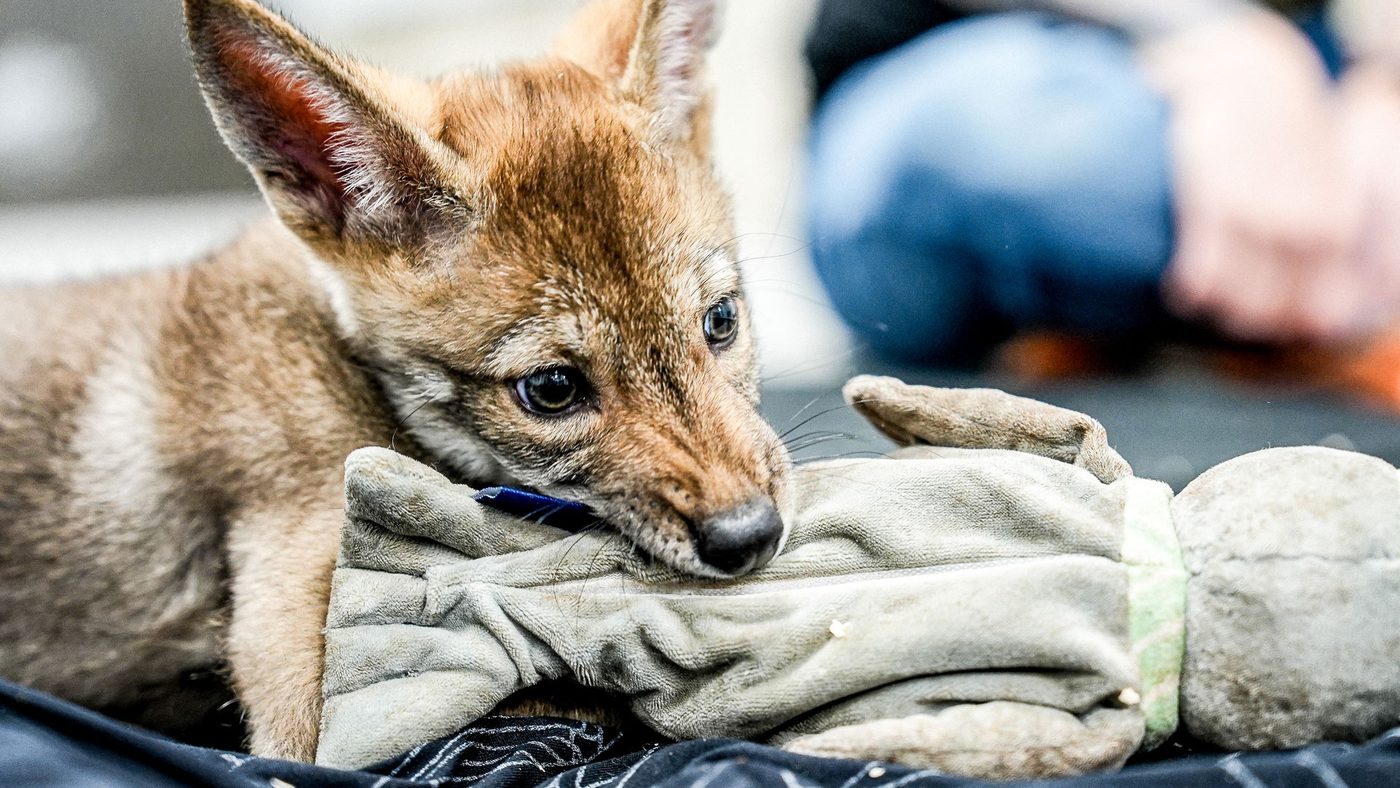 Colossal Biosciences Klaim Berhasil Kloning Red Wolf, Tapi Apakah Ini Benar?