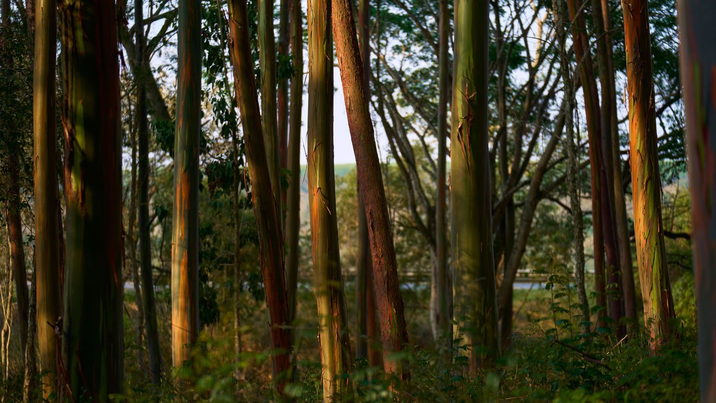 AI Bakal Ganti Kerjaan Kita? Data Ini Bisa Jawabnya