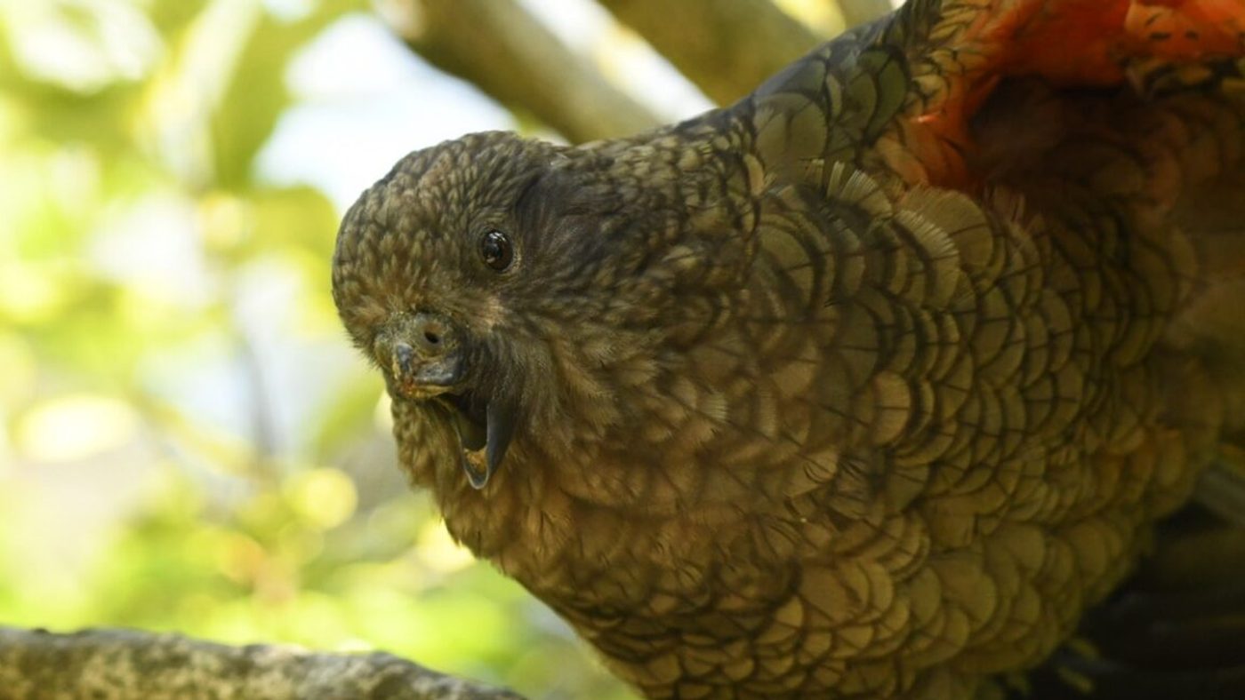 Bruce si Burung Beo: Bukti Hewan Cerdas Bisa Beradaptasi Tanpa Batas