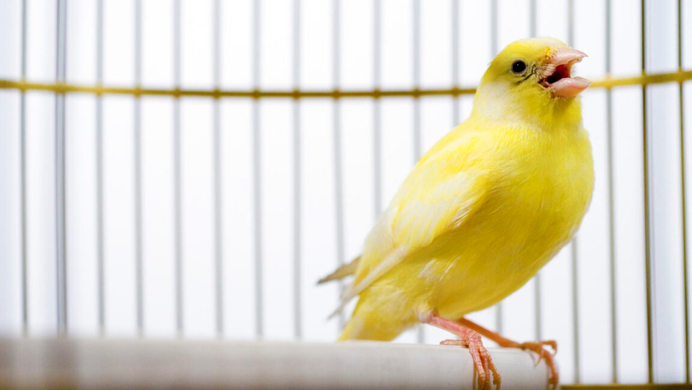 Kenalan sama Canary Trap: Cara Simpel Tangkap 'Tukang Bocor' Data