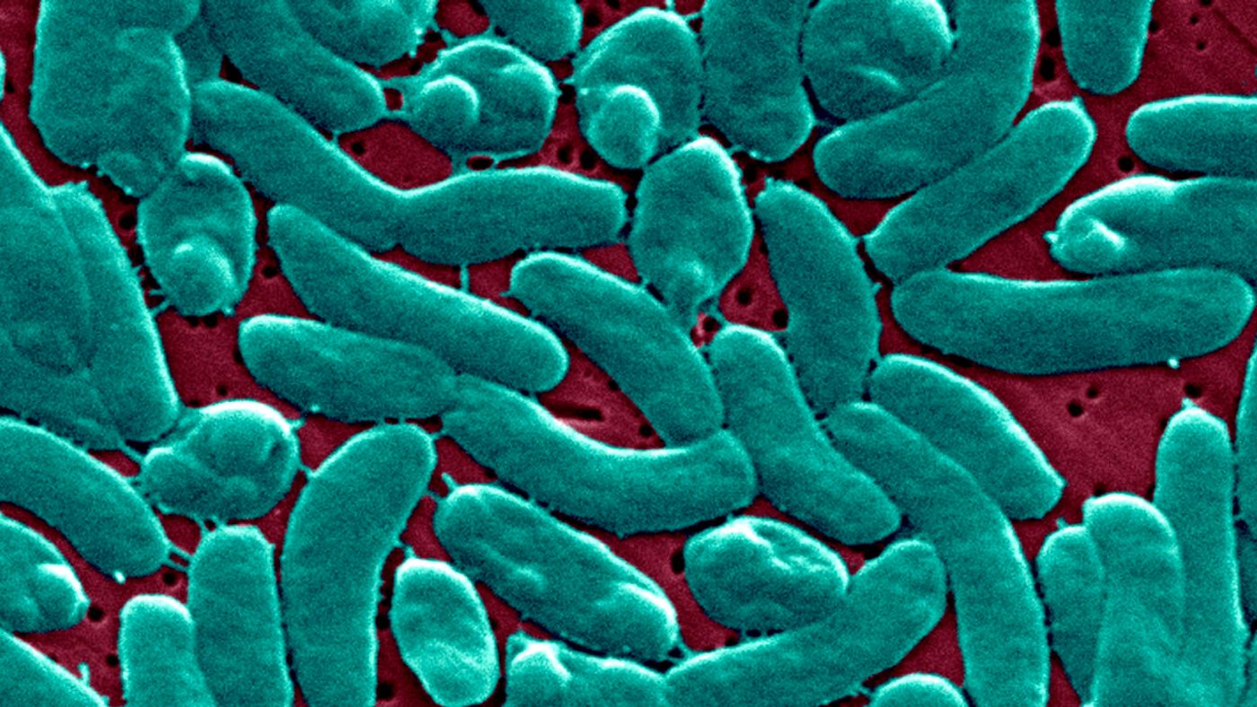 Waspada Luka di Laut: Bakteri Pemakan Daging Hancurkan Lengan dan Kaki Pria Florida dalam 3 Hari