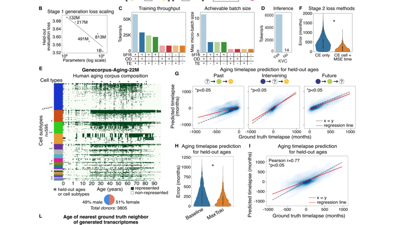 MaxToki: AI yang Bisa Prediksi Penuaan Sel dan Cara Menghambatnya