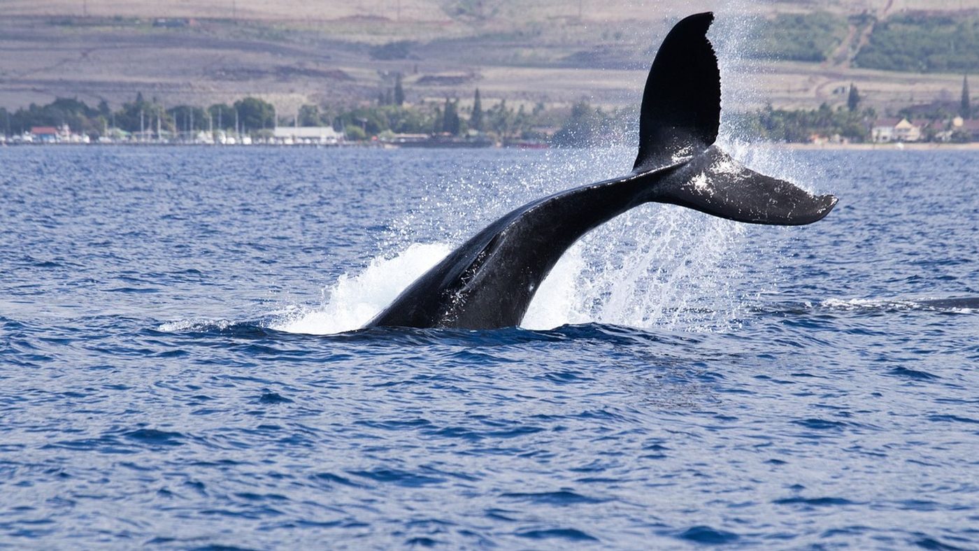 Bitcoin whales build long positions as funding stays deeply negative
