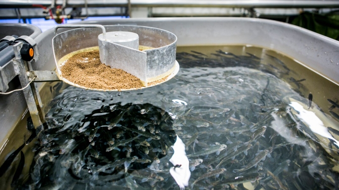 Masse oppdrettsfisk svømmer rundt i en tank mens de blir foret av en foringsmaskin