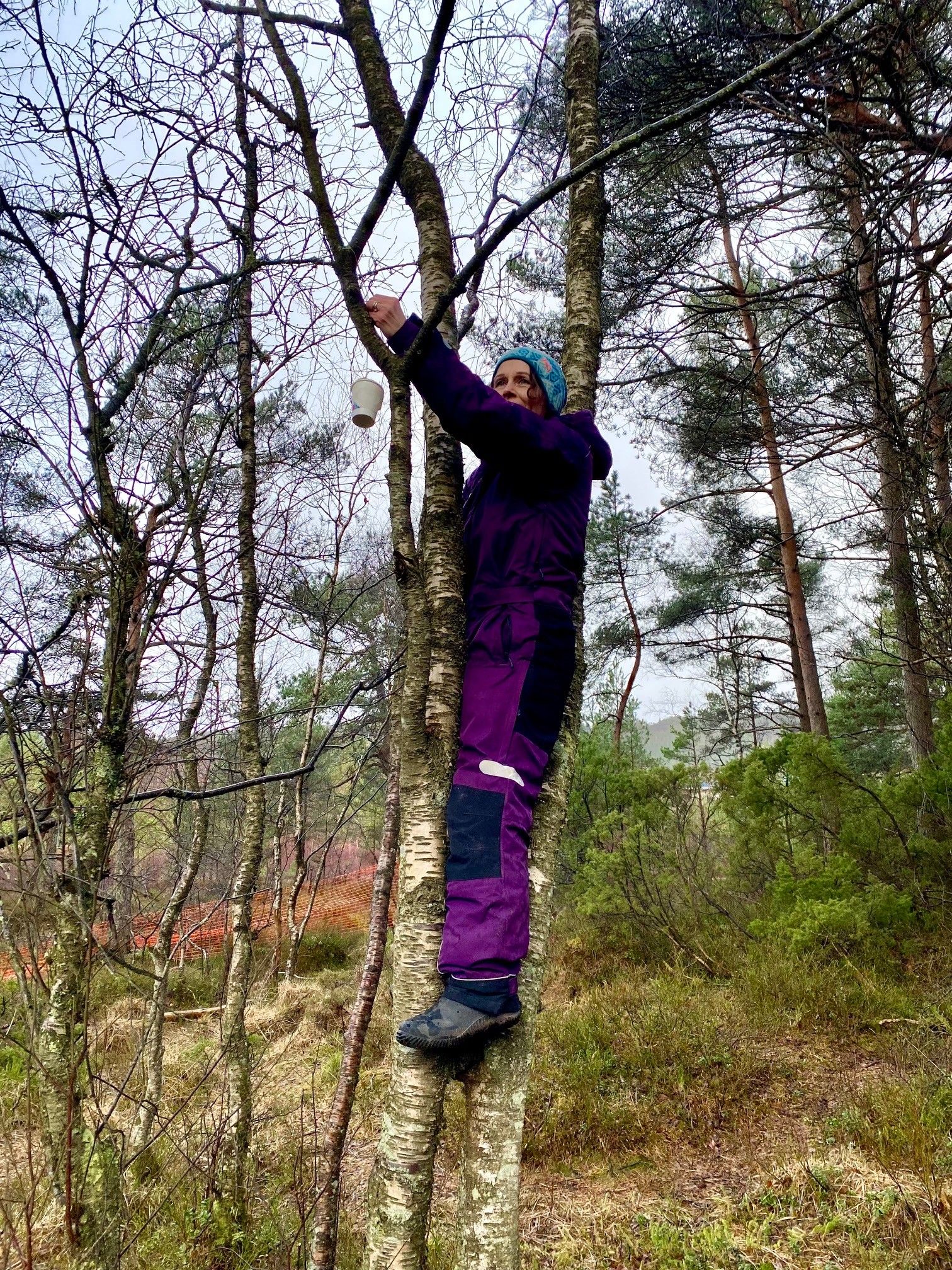 Kvinne som klatrer i et tre for å henge opp meiseboller