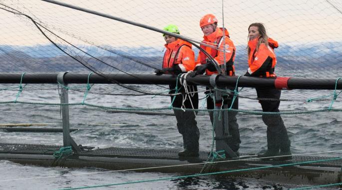 Tre personer står med hjelm og varm dress ute på havet mens de ser ned i en innhegning i sjøen for oppbevaring av oppdrettsfisk.