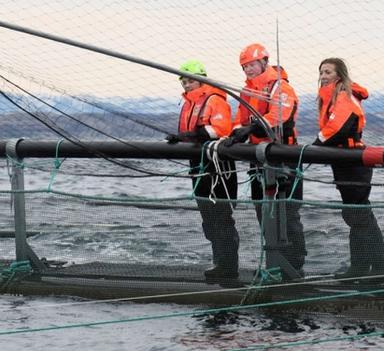 Tre personer står med hjelm og varm dress ute på havet mens de ser ned i en innhegning i sjøen for oppbevaring av oppdrettsfisk.