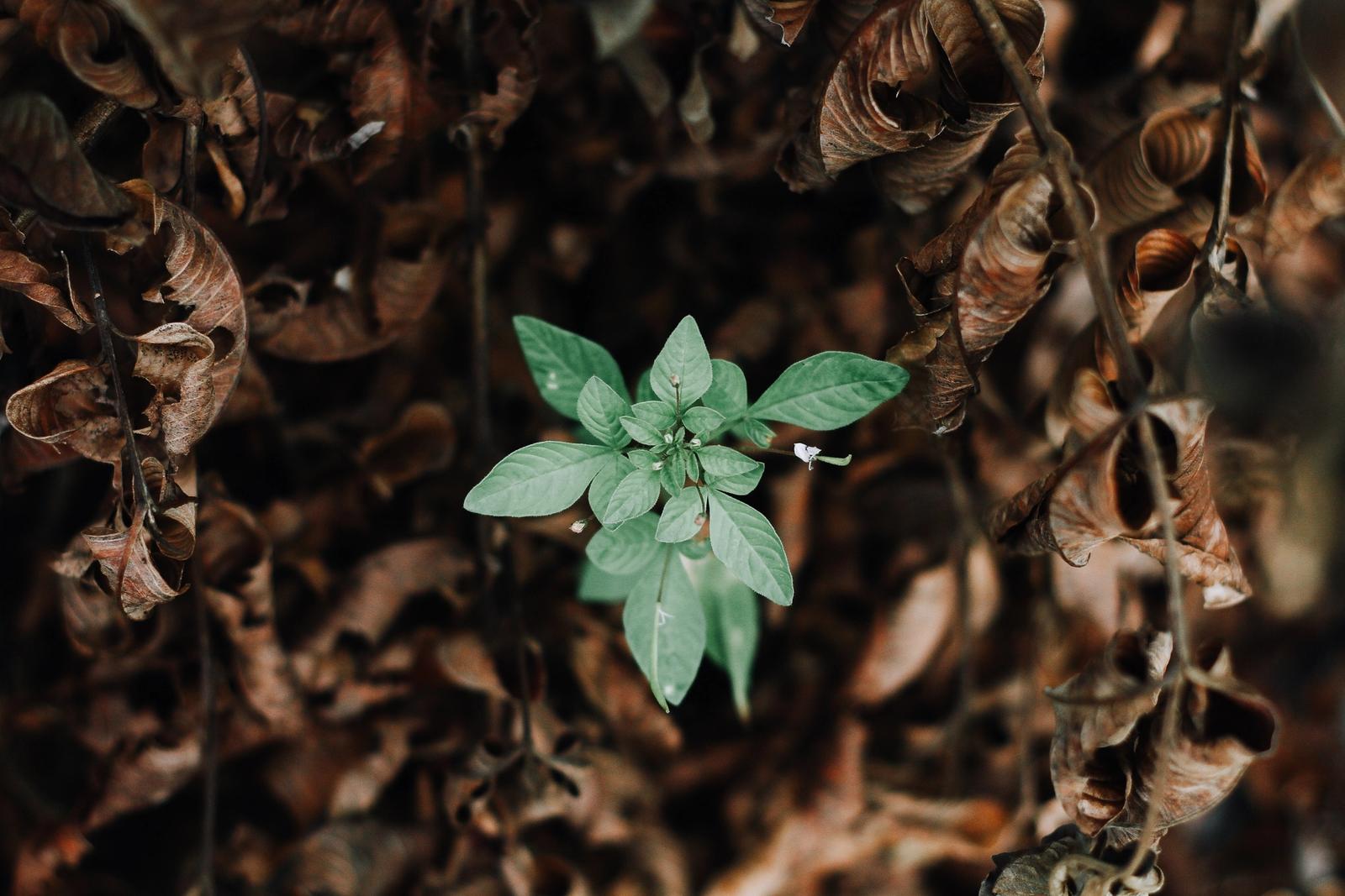 Foto av en enslig grønn plante omgitt av døde blader.
