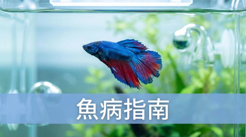 常見觀賞魚疾病完整指南:症狀、原因與初步診斷