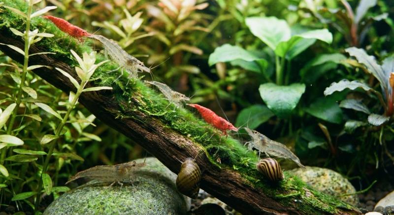 蝦類與螺類:水族缸的清潔小幫手