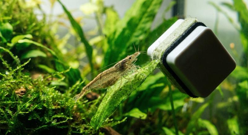 藻類治理實戰:生物、化學與物理除藻方法比較