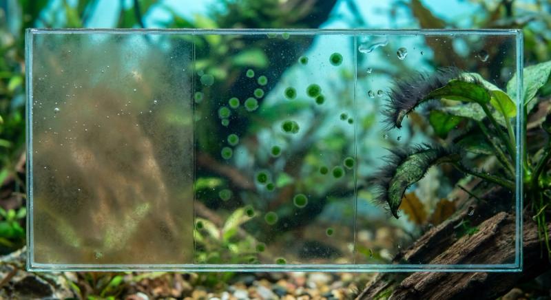 魚缸藻類識別圖鑑:綠水、褐藻、青苔、黑毛藻一次看懂