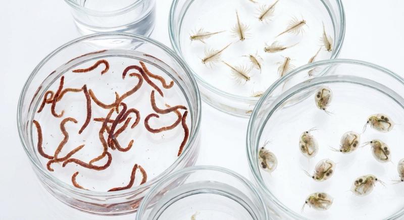 活餌與副食品:提升魚隻體色的秘密武器