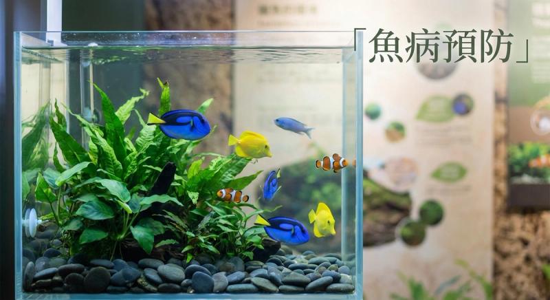 魚病預防完全手冊:水質管理與日常護理
