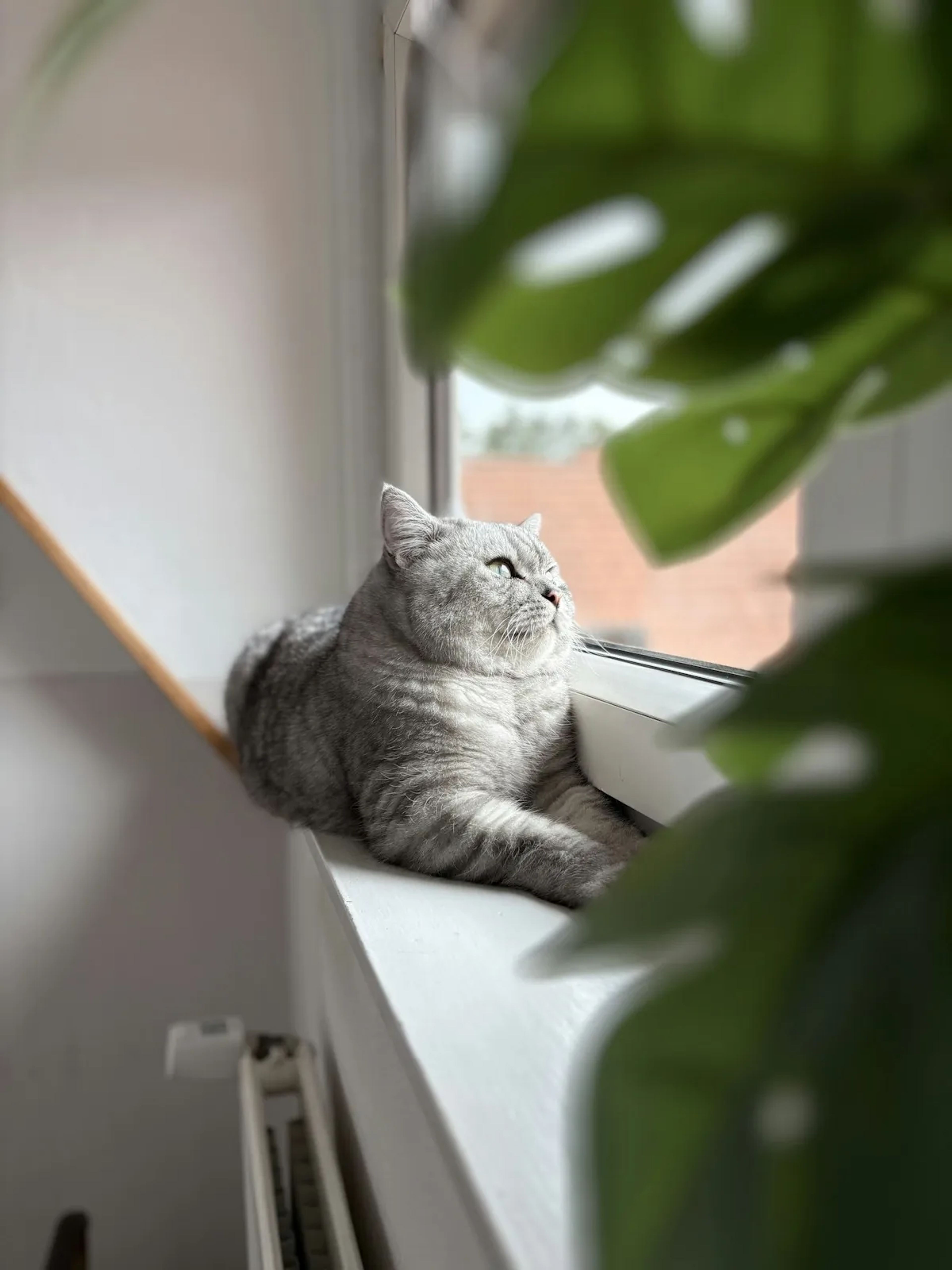 Kat op de vensterbank tussen de bladeren van een kamerplant
