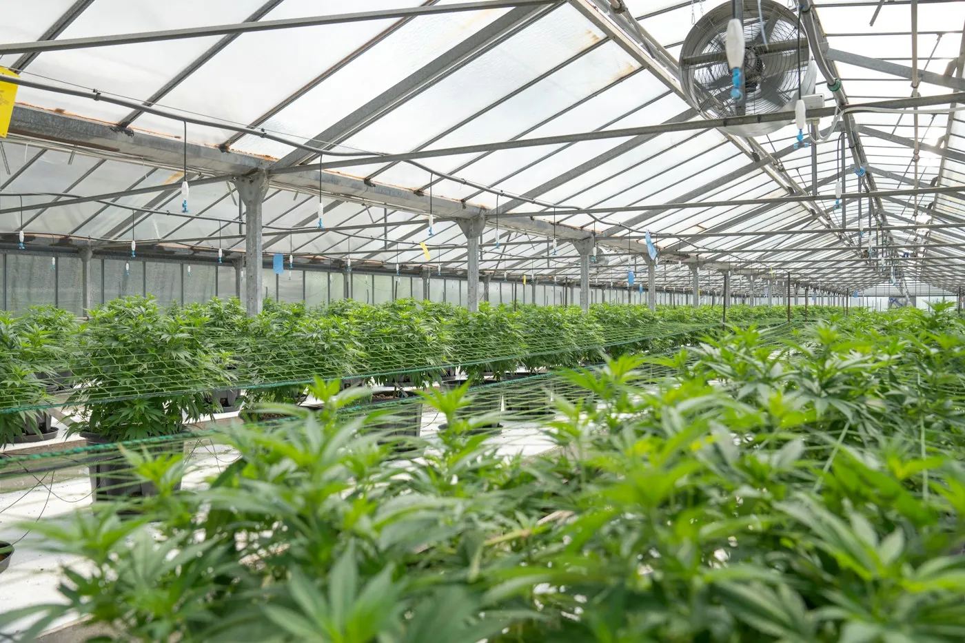 Rijsbergen, Bas and Mirjam’s greenhouse