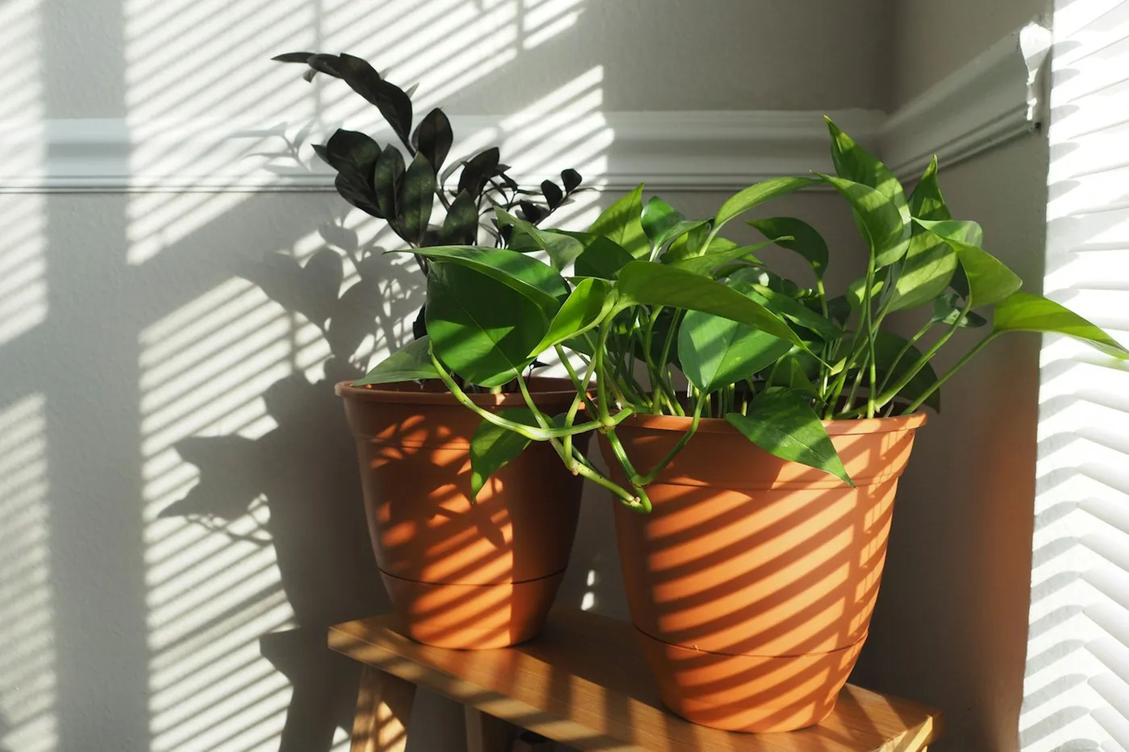 Terracotta pots in stripes of morning sun on a windowsill