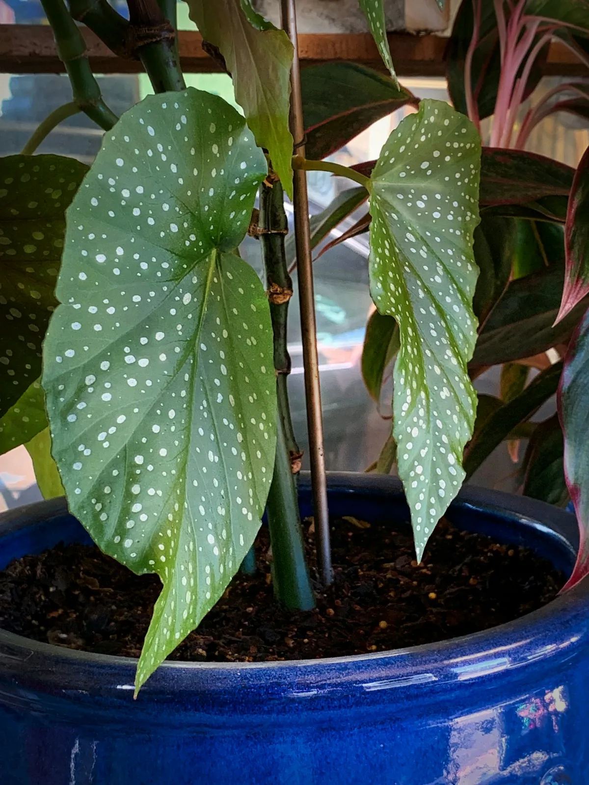 Stippenbegonia in een blauwe pot