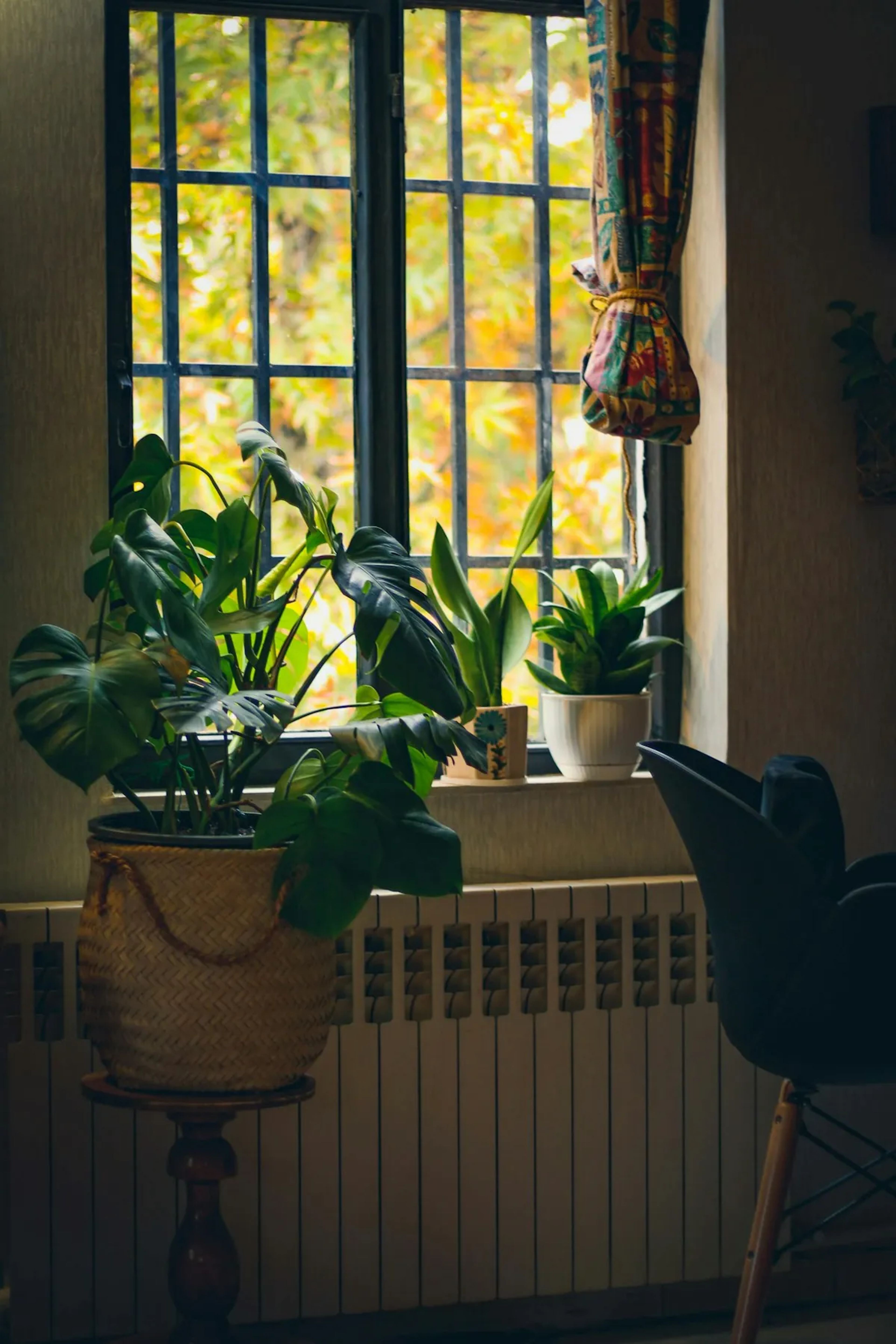 Kamerplanten voor een raam met herfstkleuren buiten